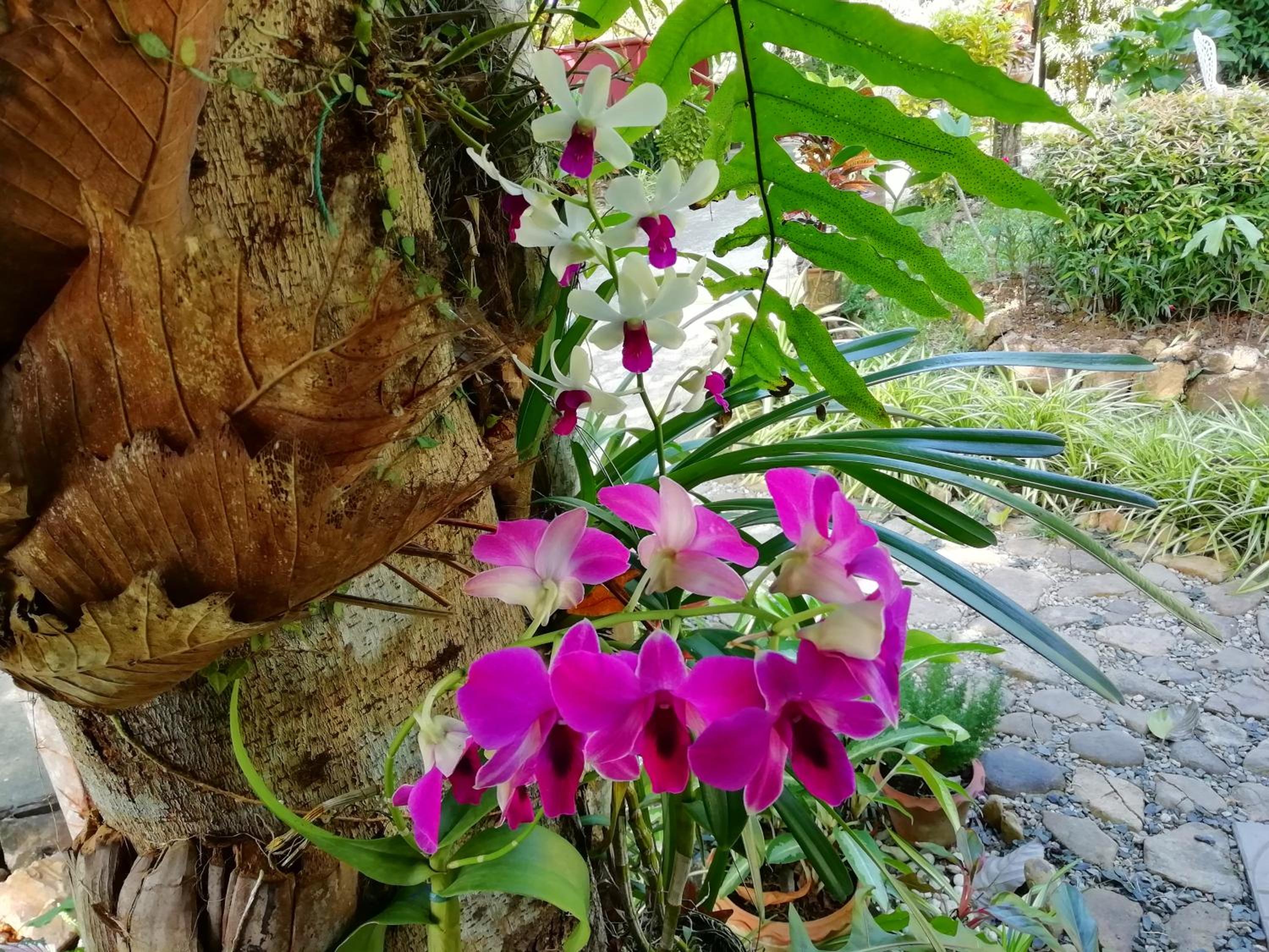 Macura Resort