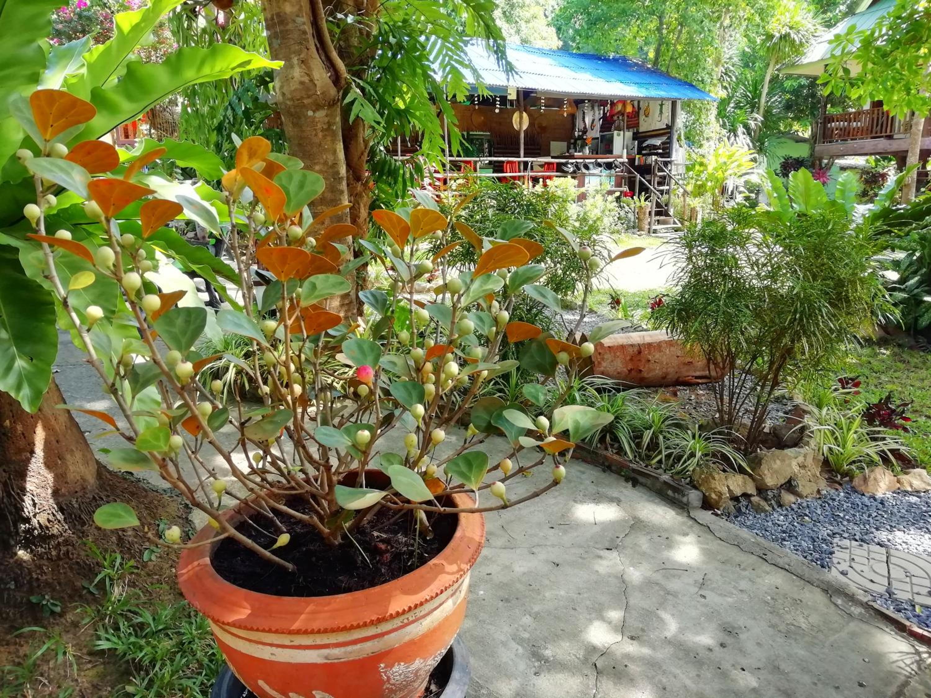 Macura Resort