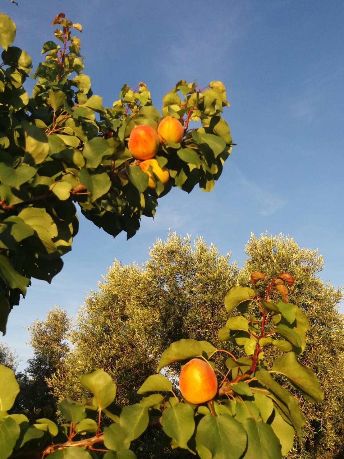 Agriturismo Bocci