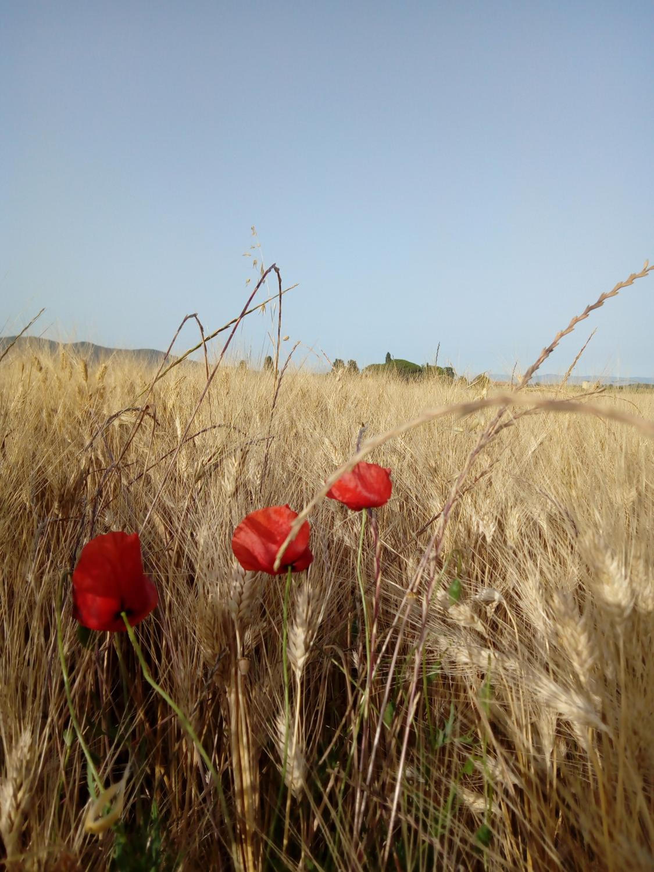 Agriturismo Bocci