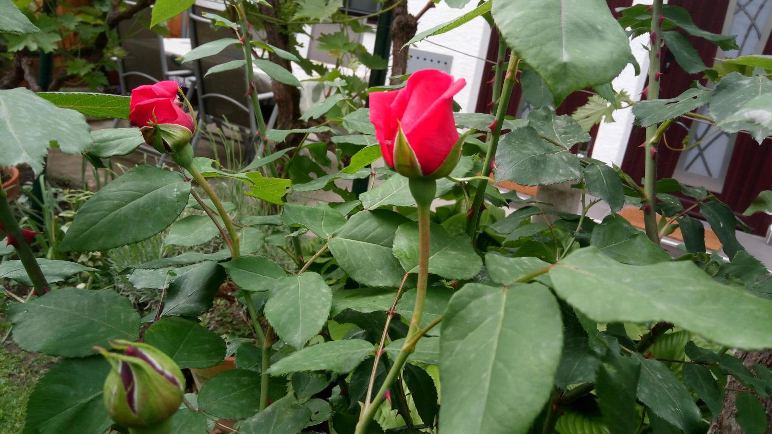 Photo 33