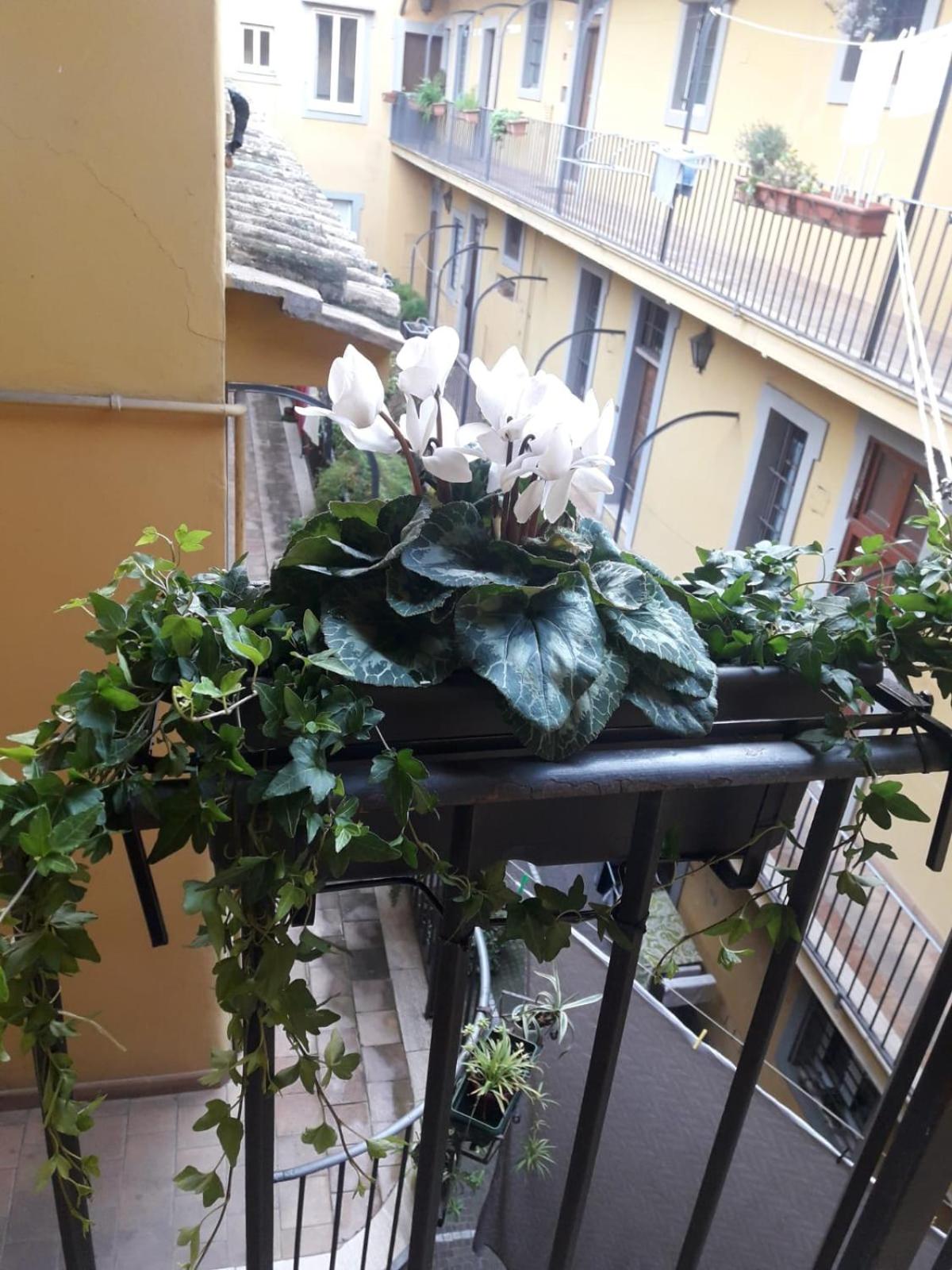 Sweet Campo de Fiori