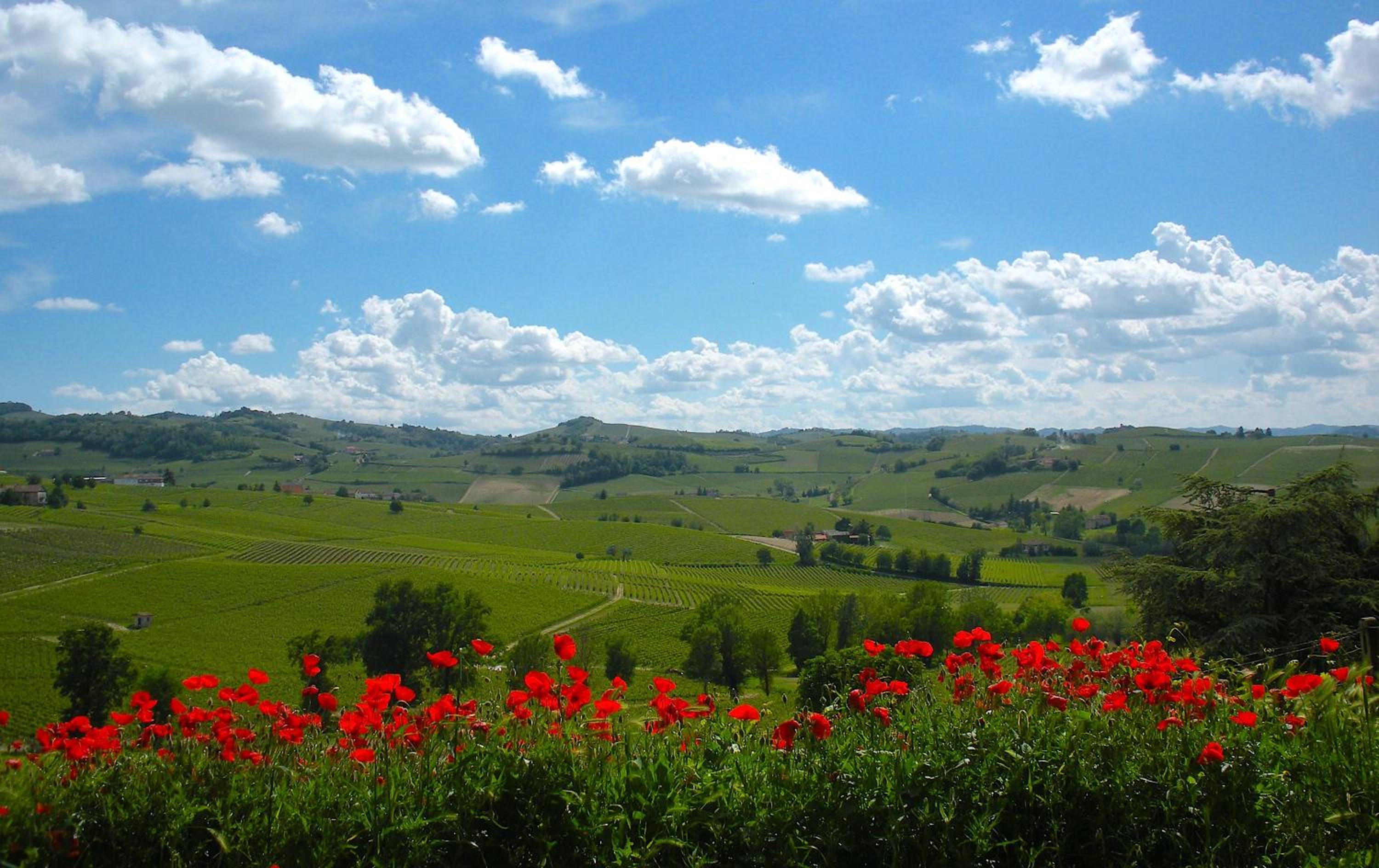 Cascina tra i vigneti a Nizza Monferrato view 2