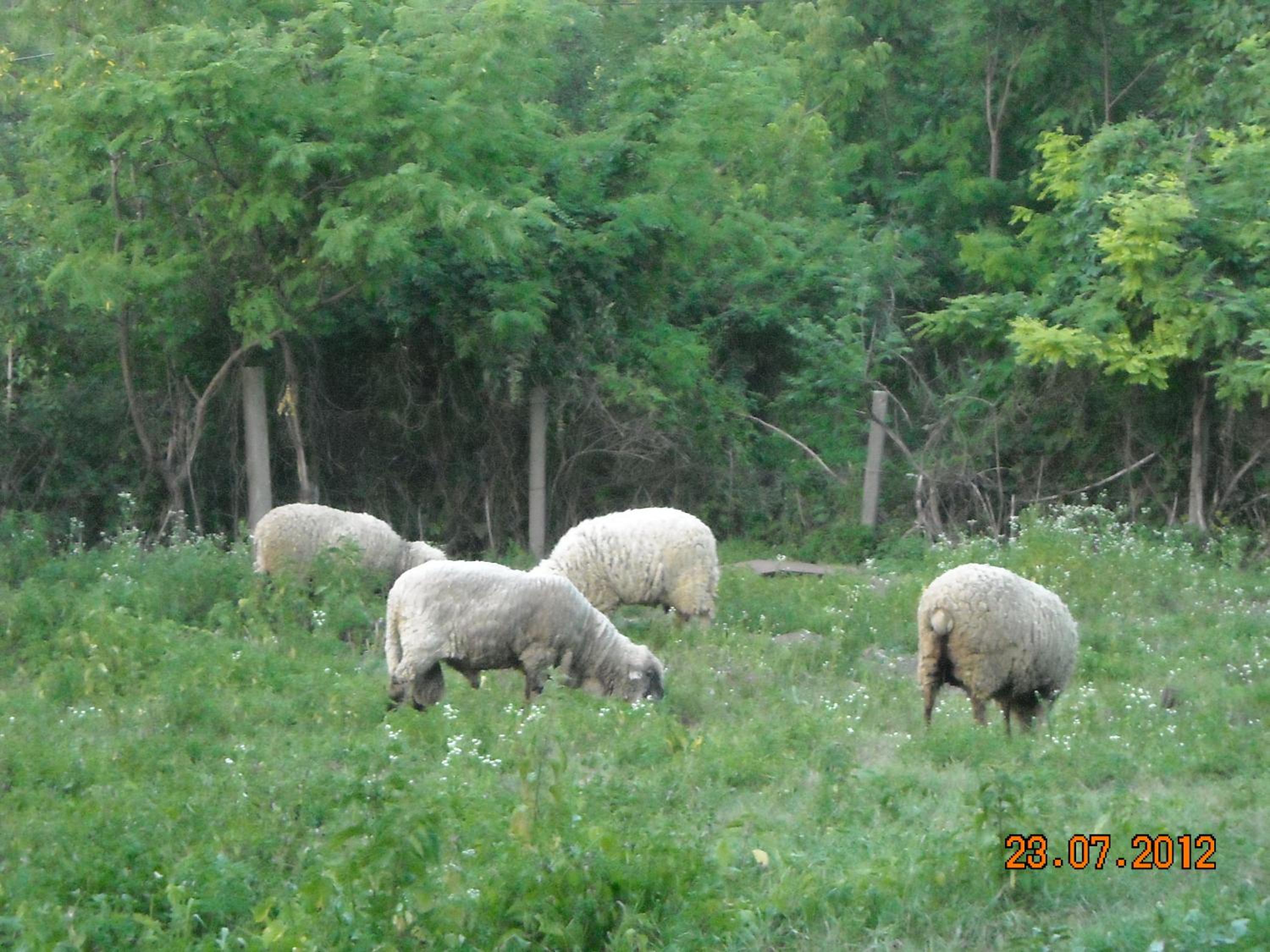 Photo 40