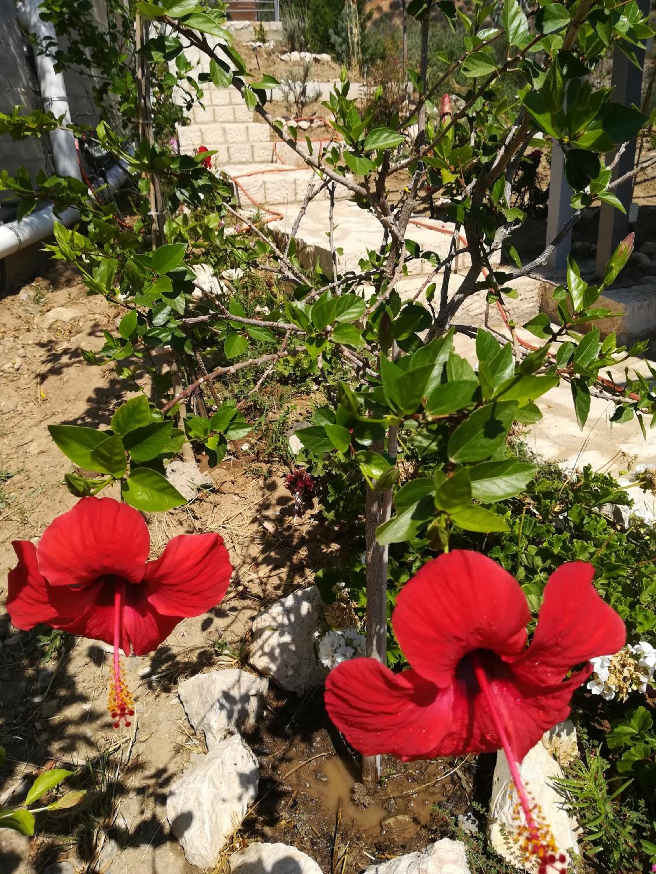 Photo 42