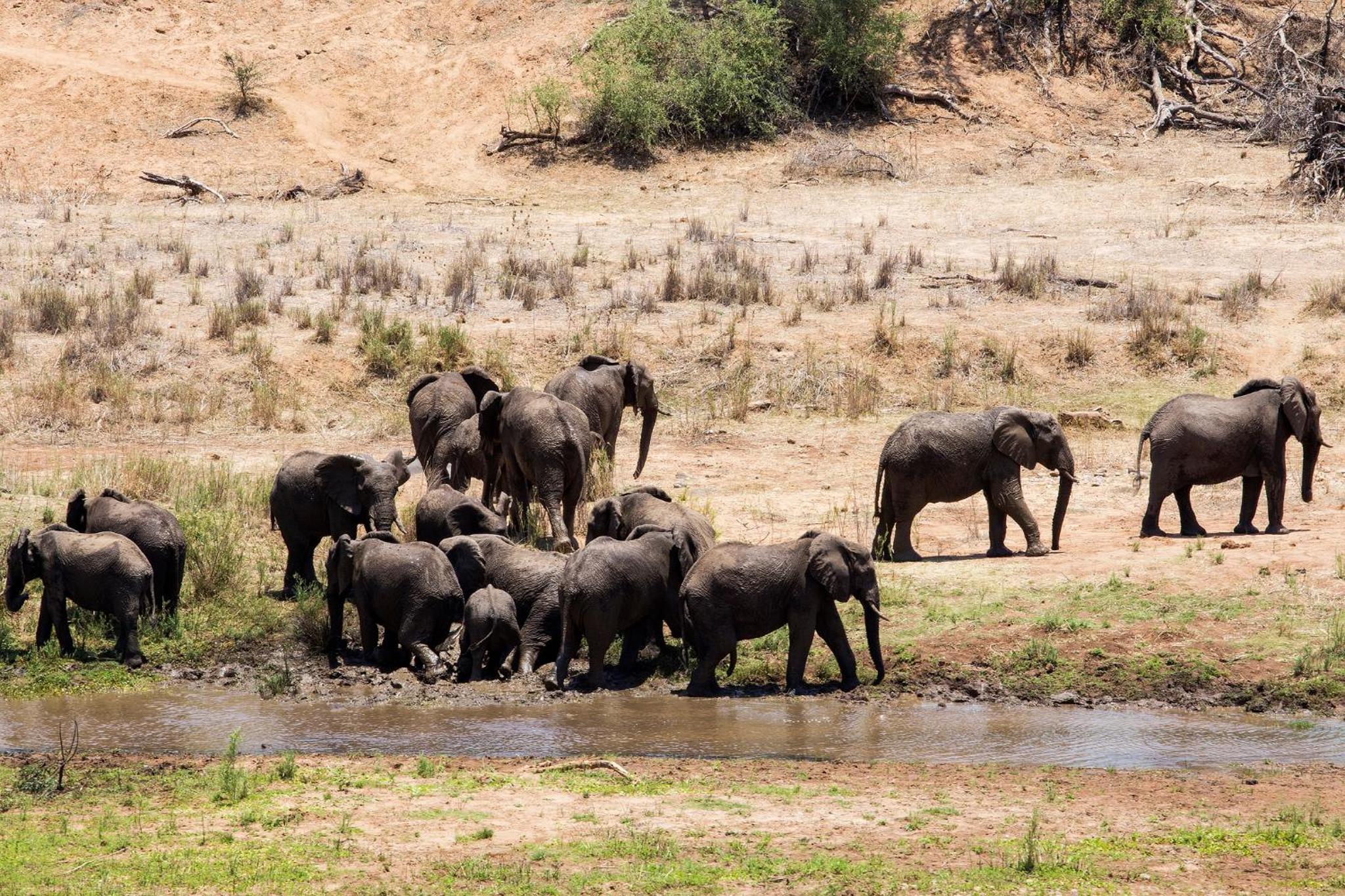 isiLimela Game Lodge