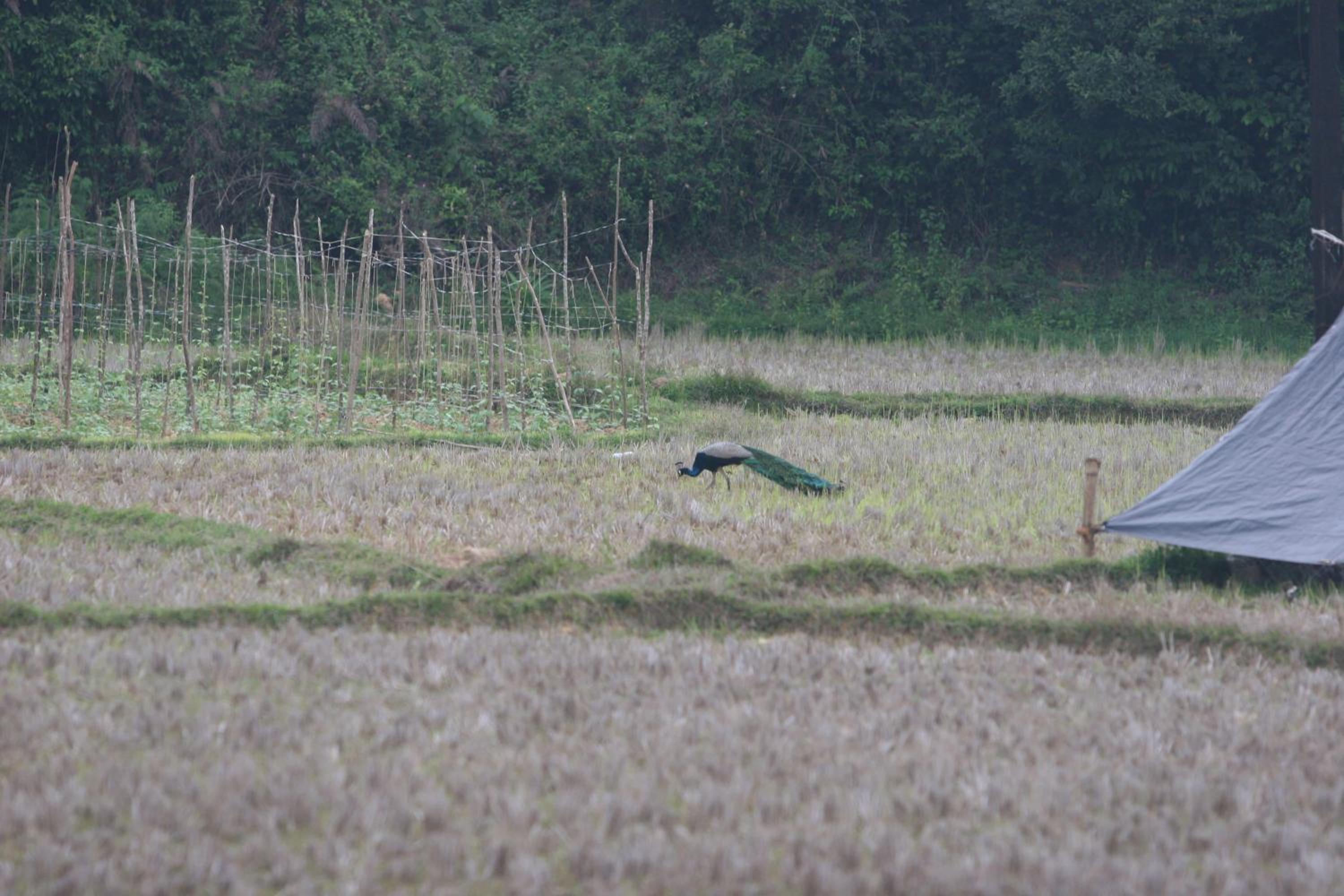 Photo 44