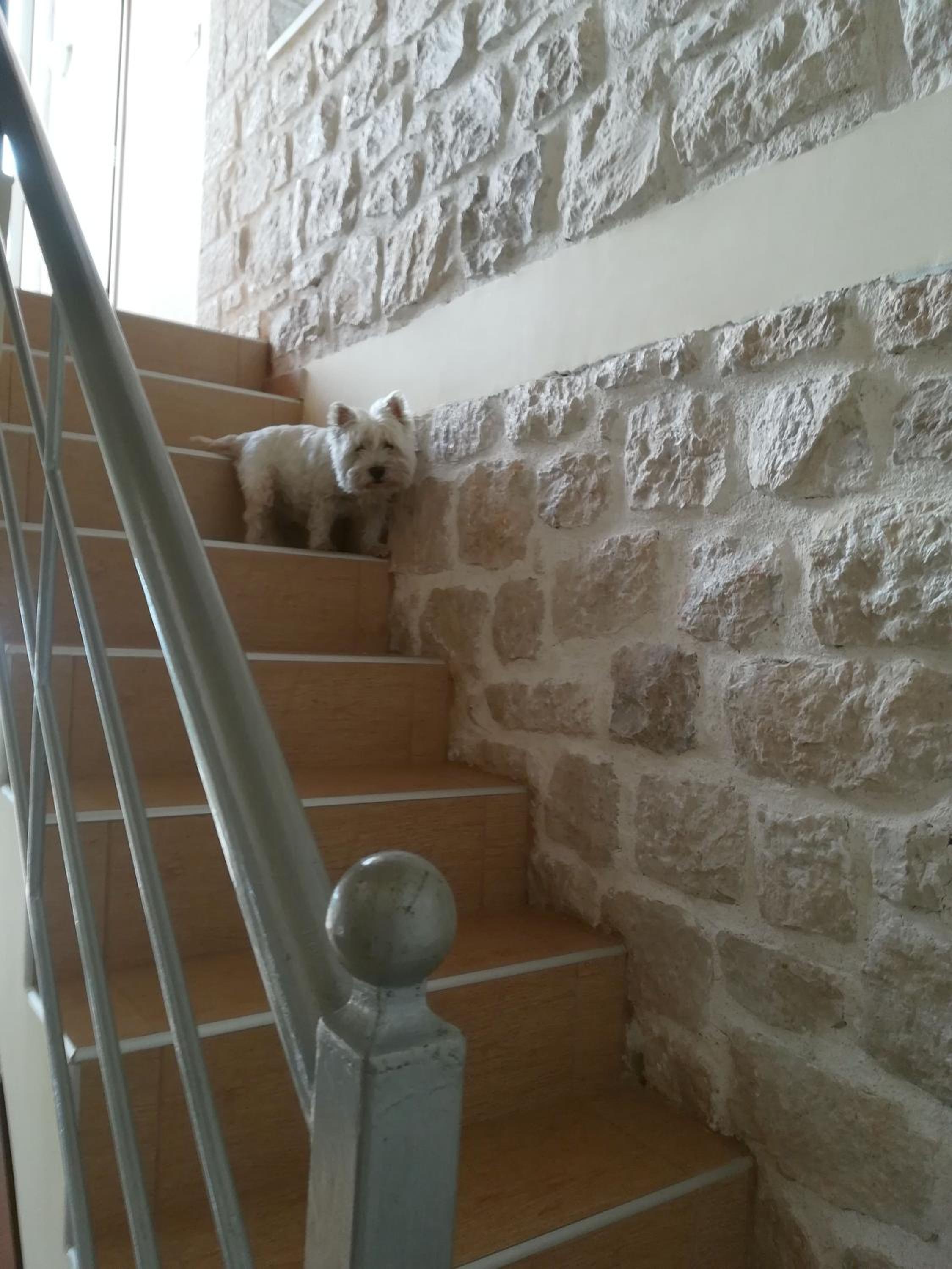 Photo 51