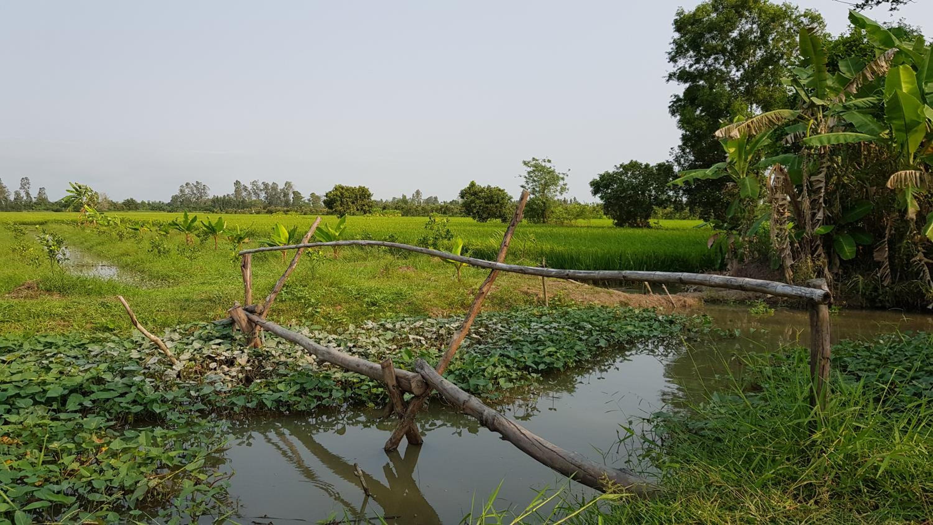 Mekong Delta Ricefield Lodge view 4
