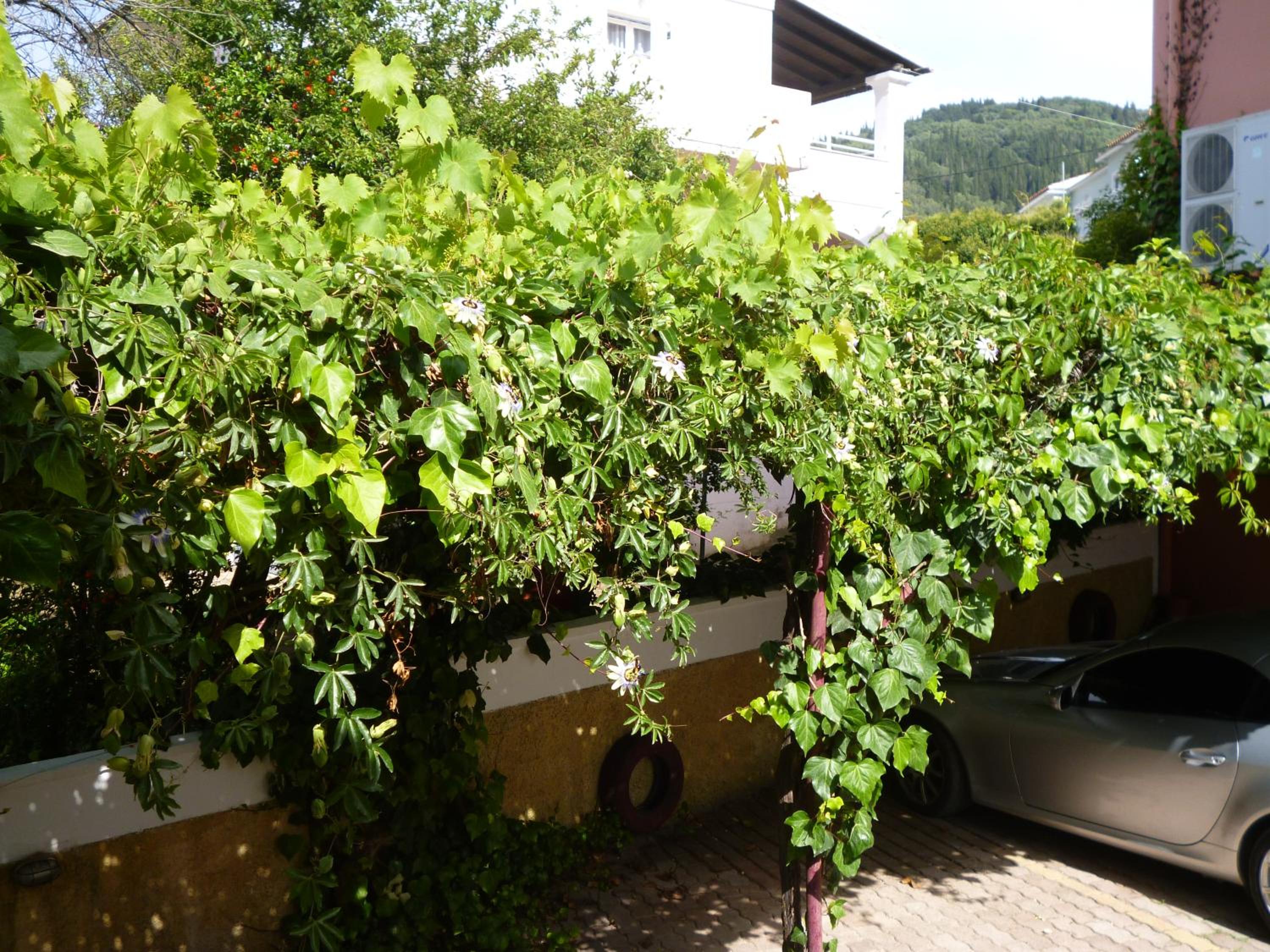 Kostas studios