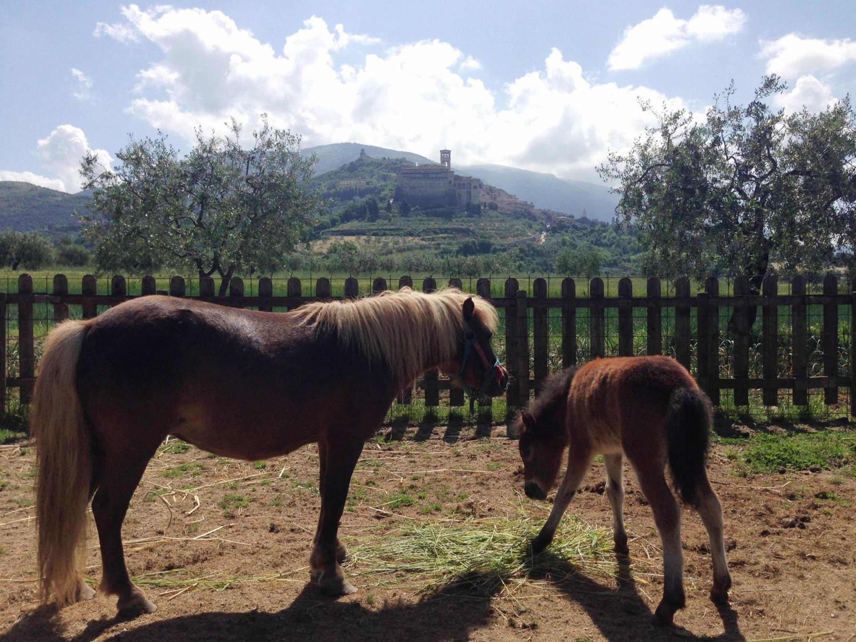 Agriturismo Il Girasole Assisi