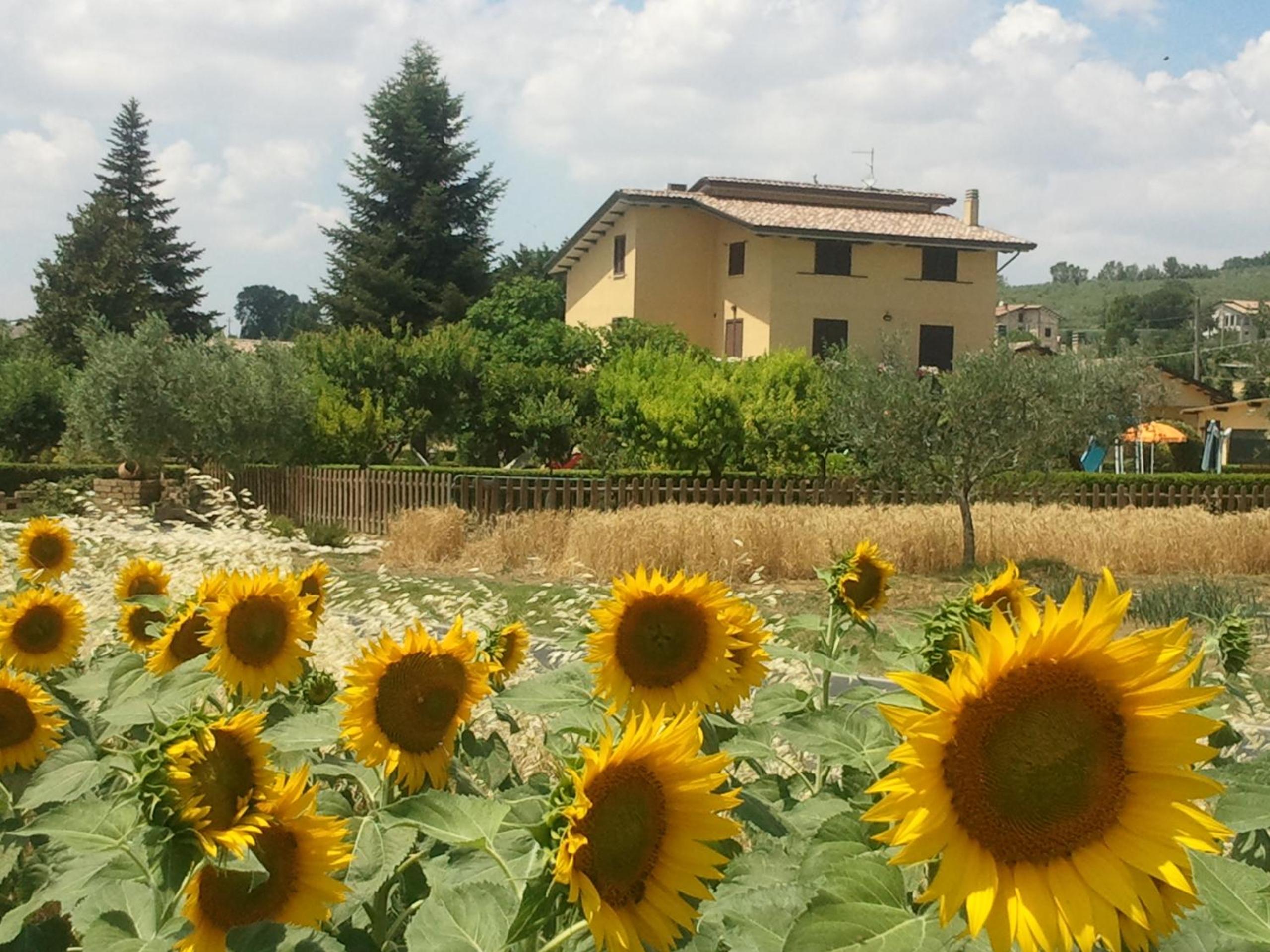 Agriturismo Il Girasole Assisi