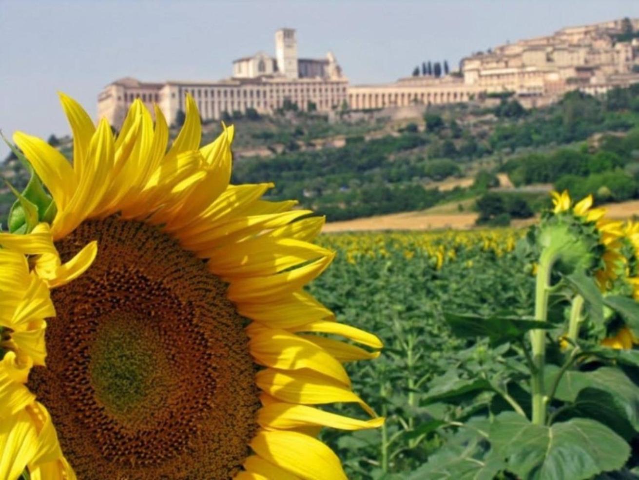 Agriturismo Il Girasole Assisi