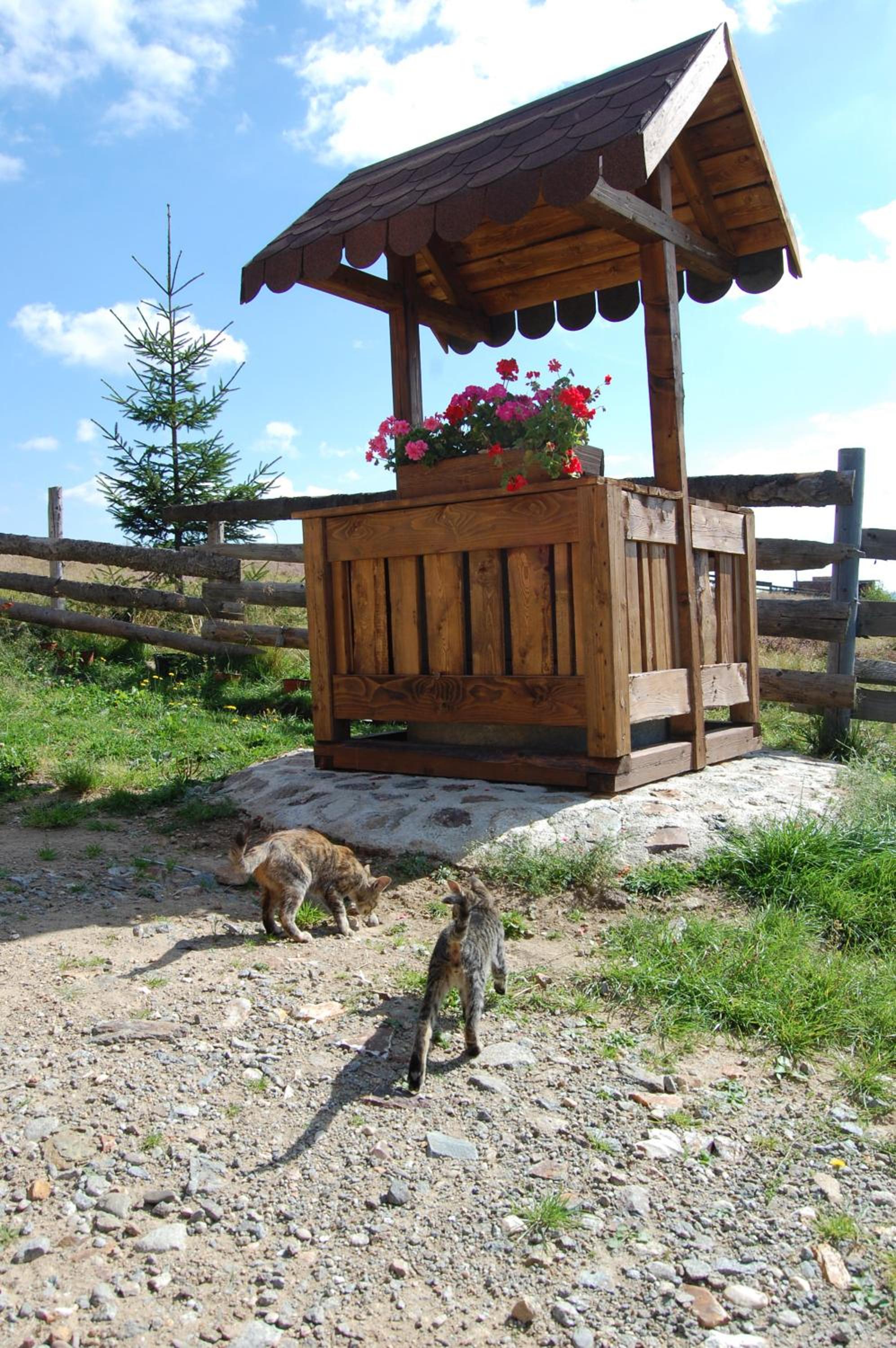 Photo 38