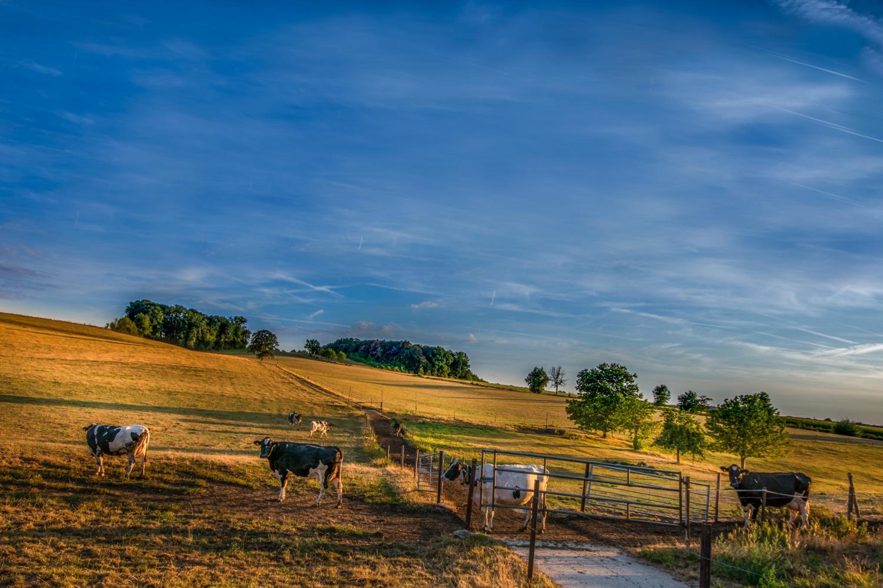 Photo 29