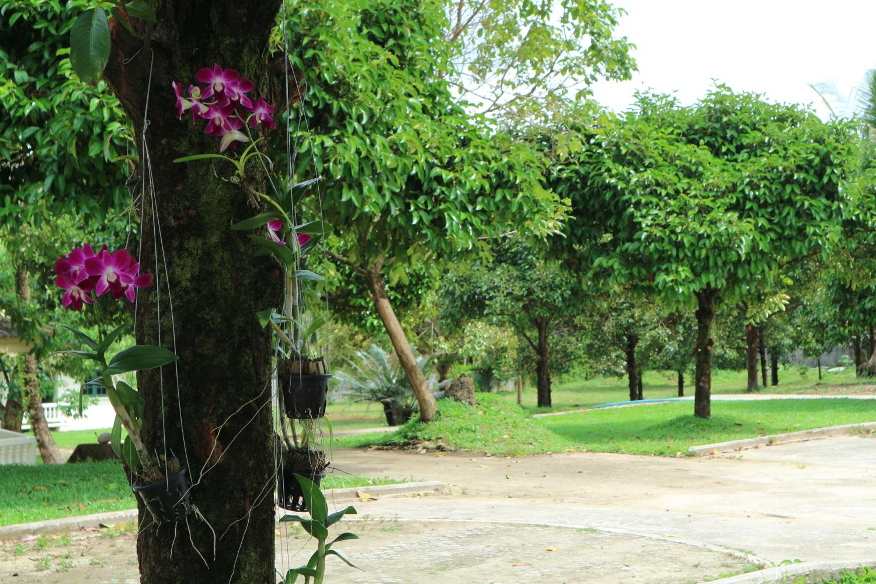 Bann Mangkud Khaolak