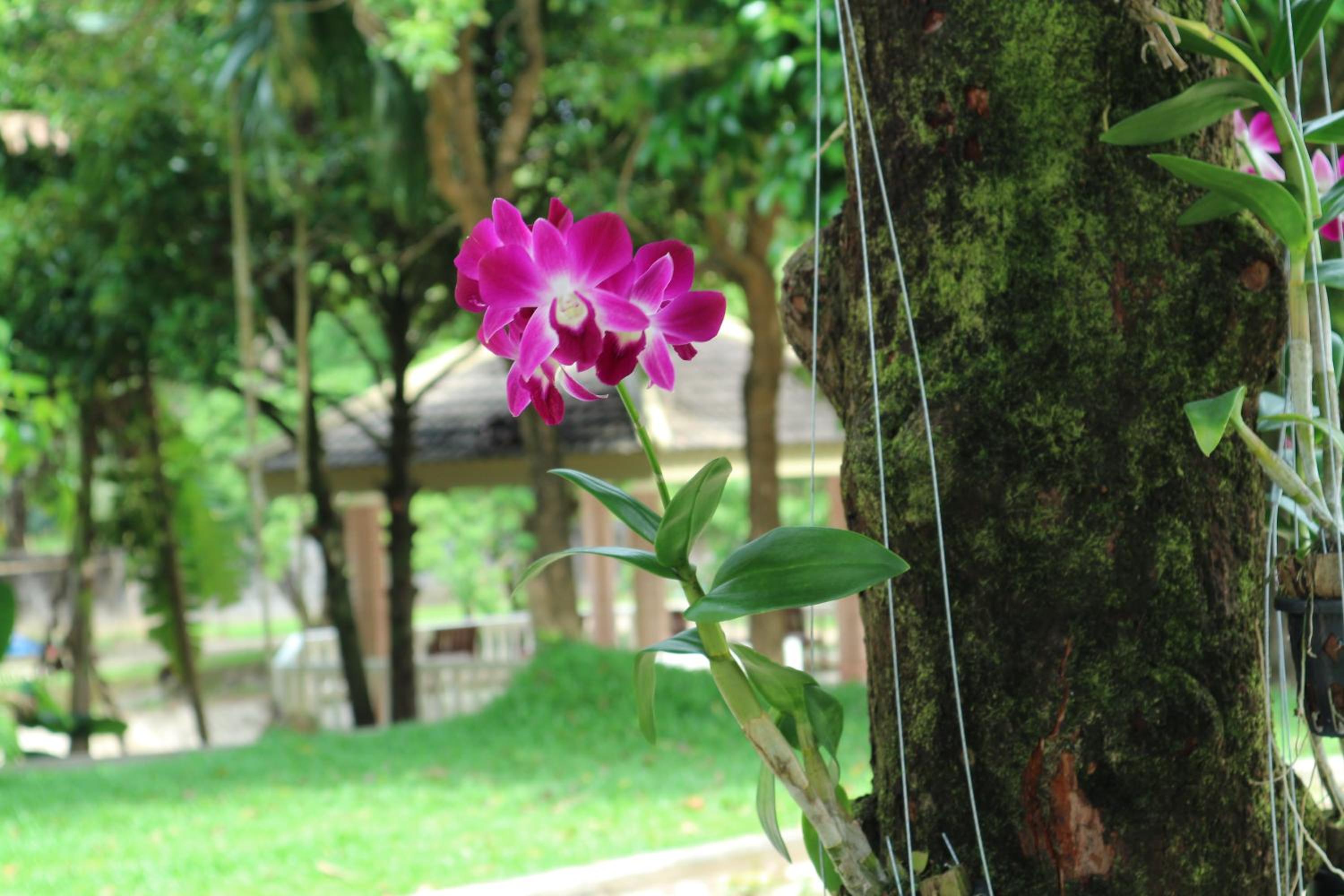 Bann Mangkud Khaolak