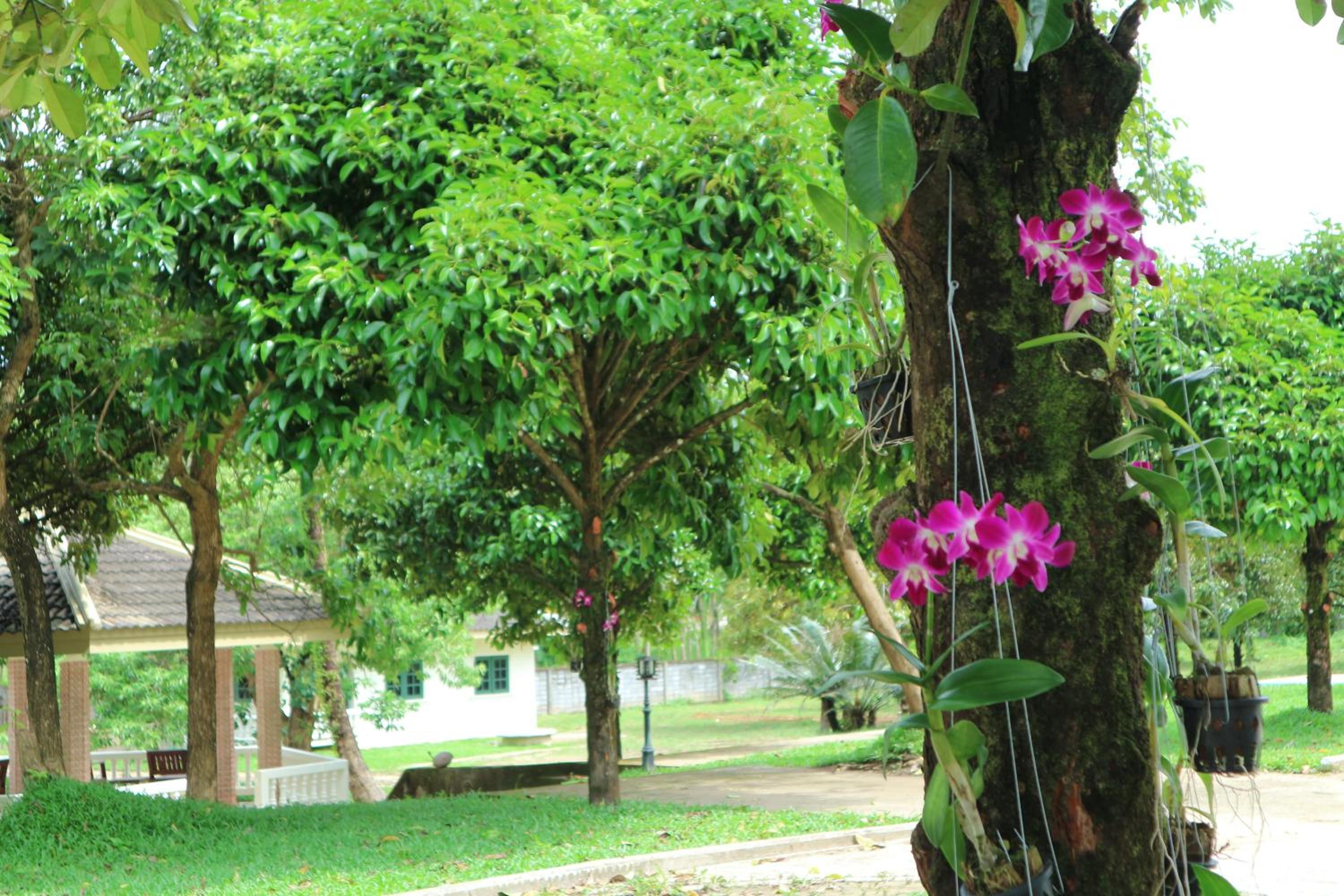 Bann Mangkud Khaolak
