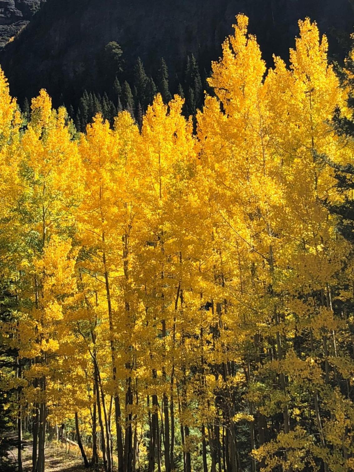 Timber Ridge Lodge Ouray