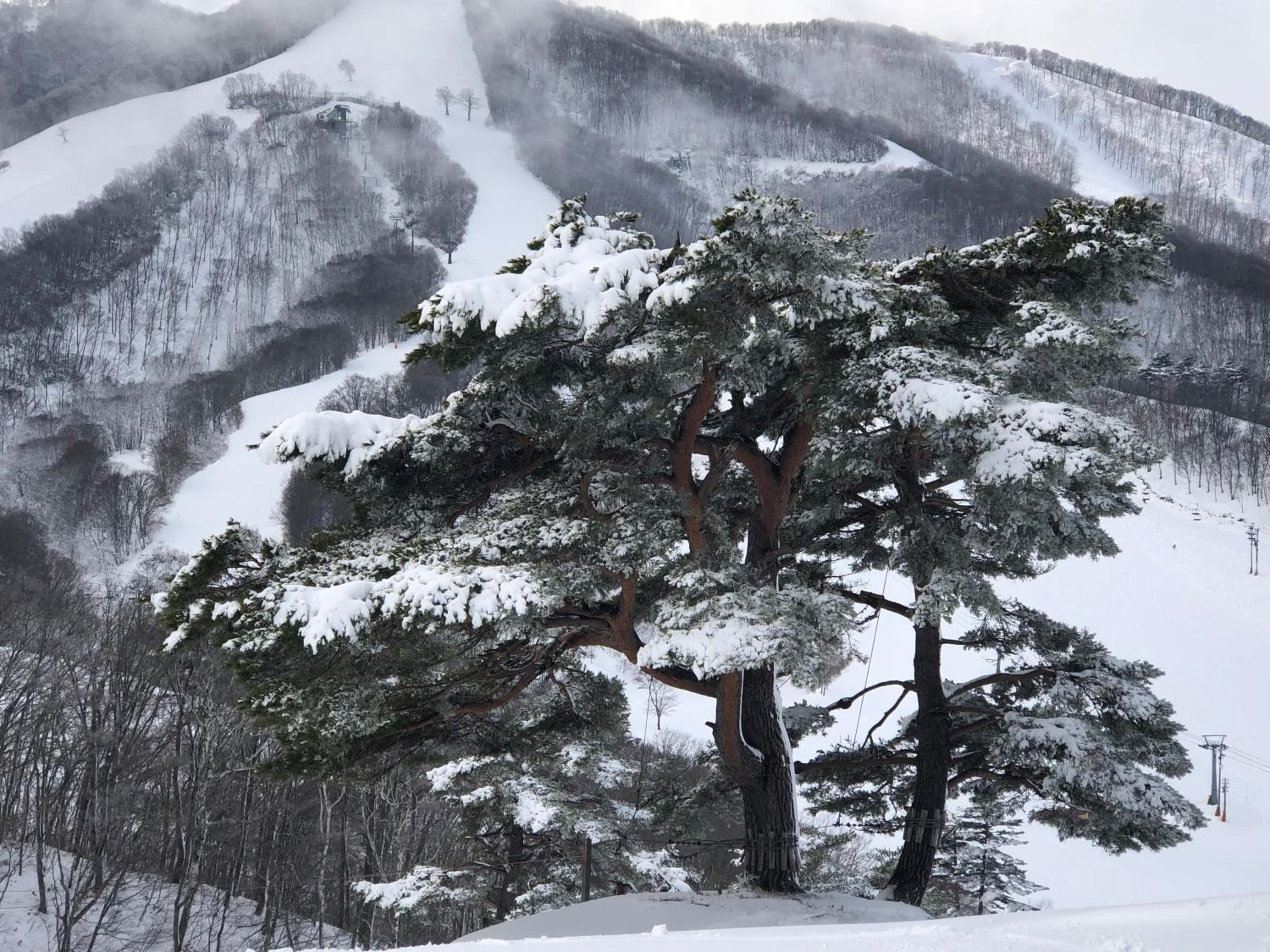 First Tracks Madarao