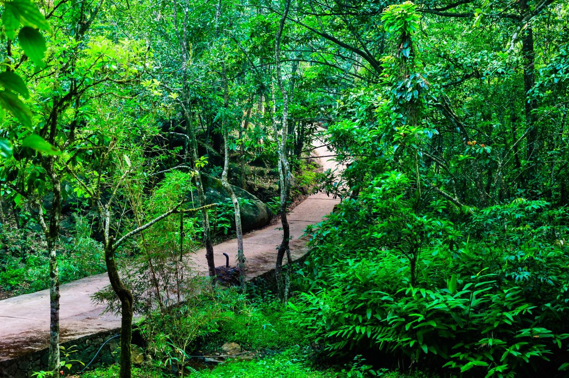 Wayanad Wild - A CGH Earth Experience