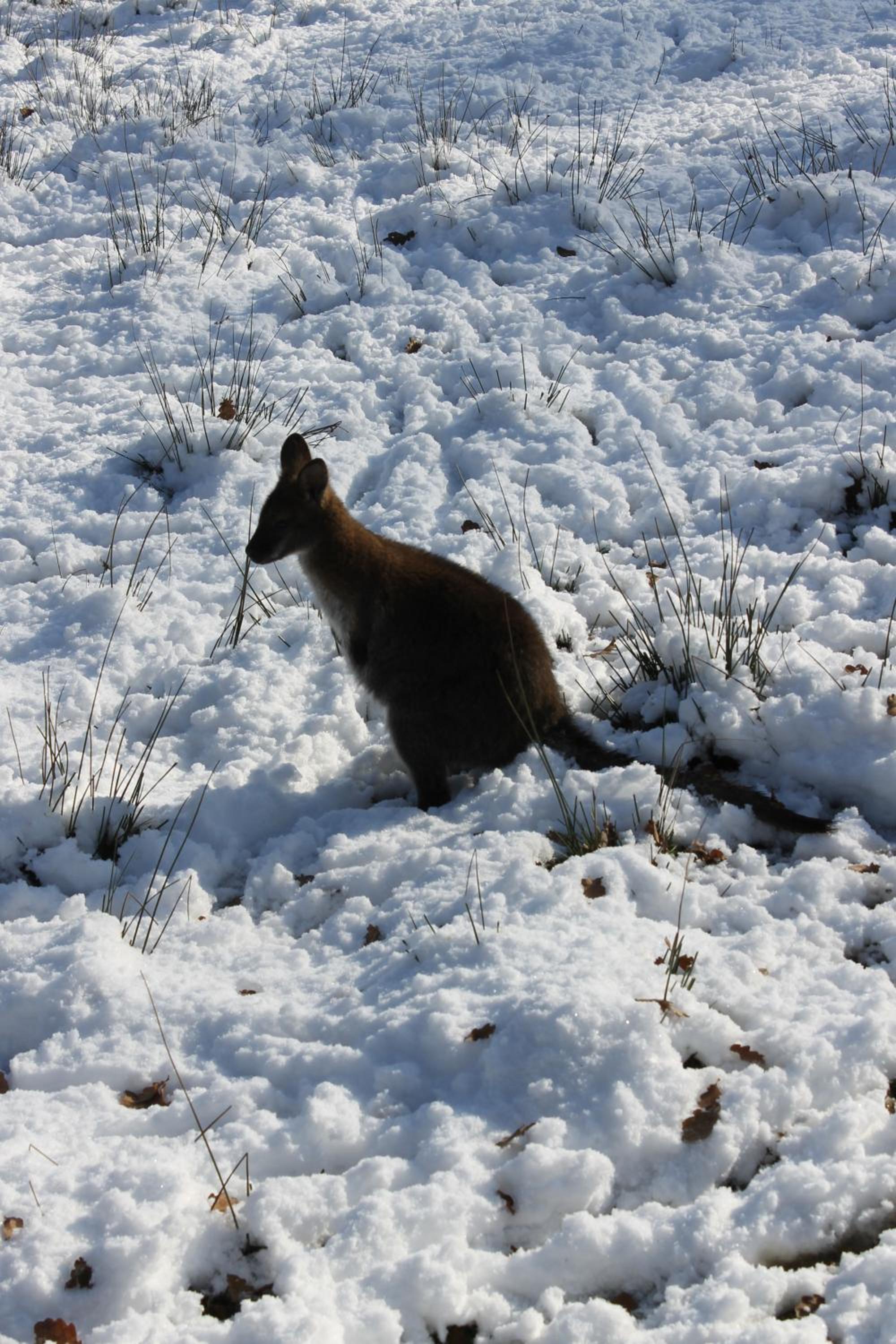 Photo 46
