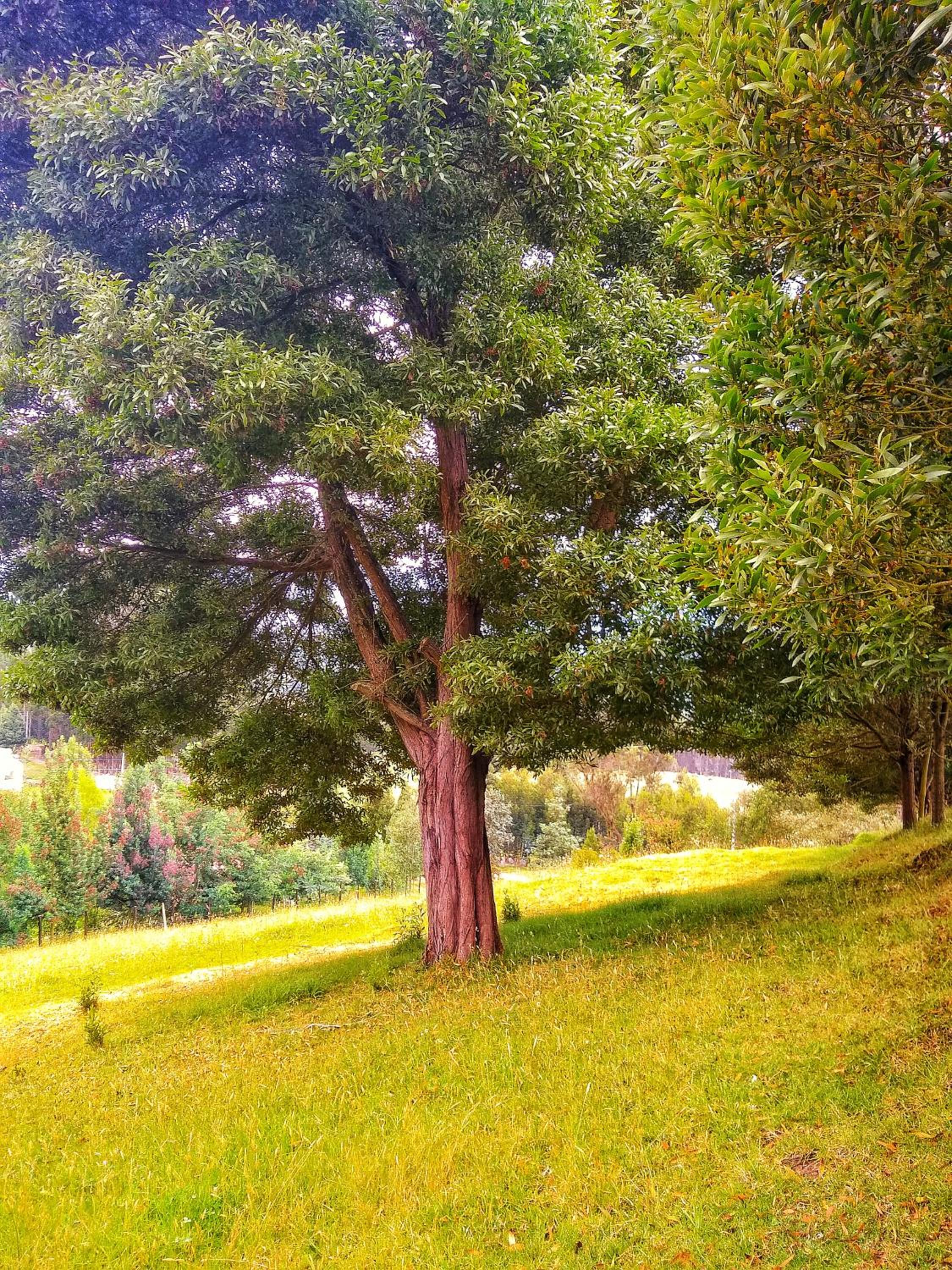 Finca Agrreste