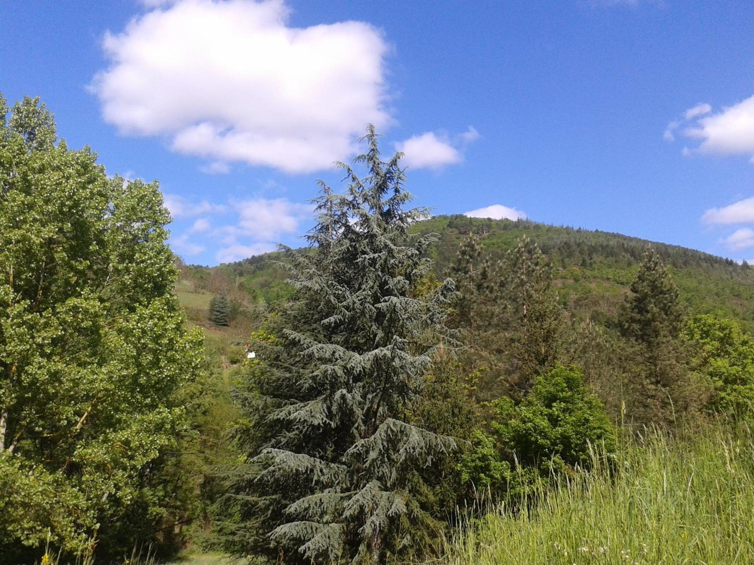 Les Cèdres Bleus de Joany view 4