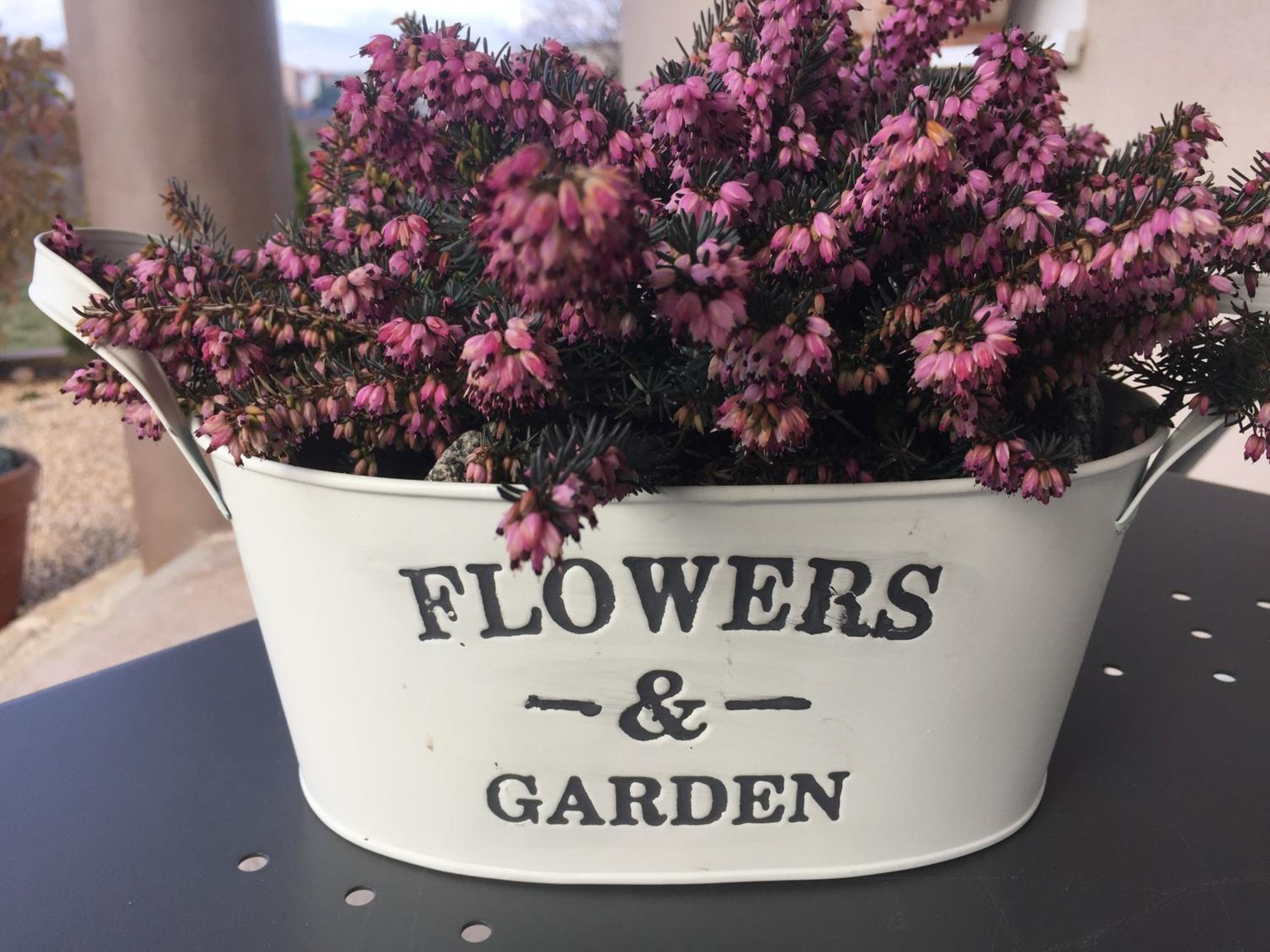 Villa Flowers