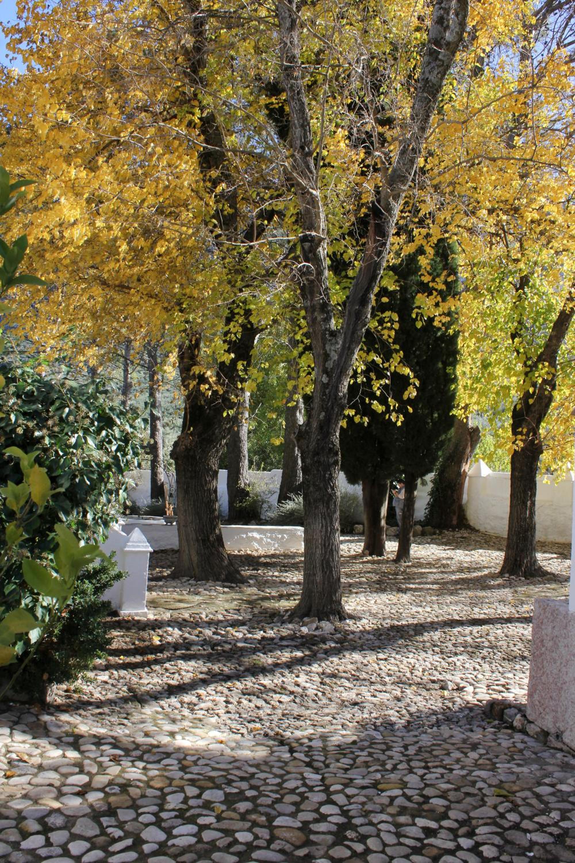 Photo 42