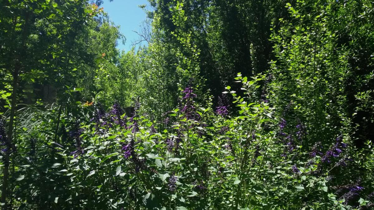 garden