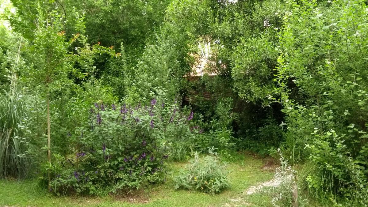 garden