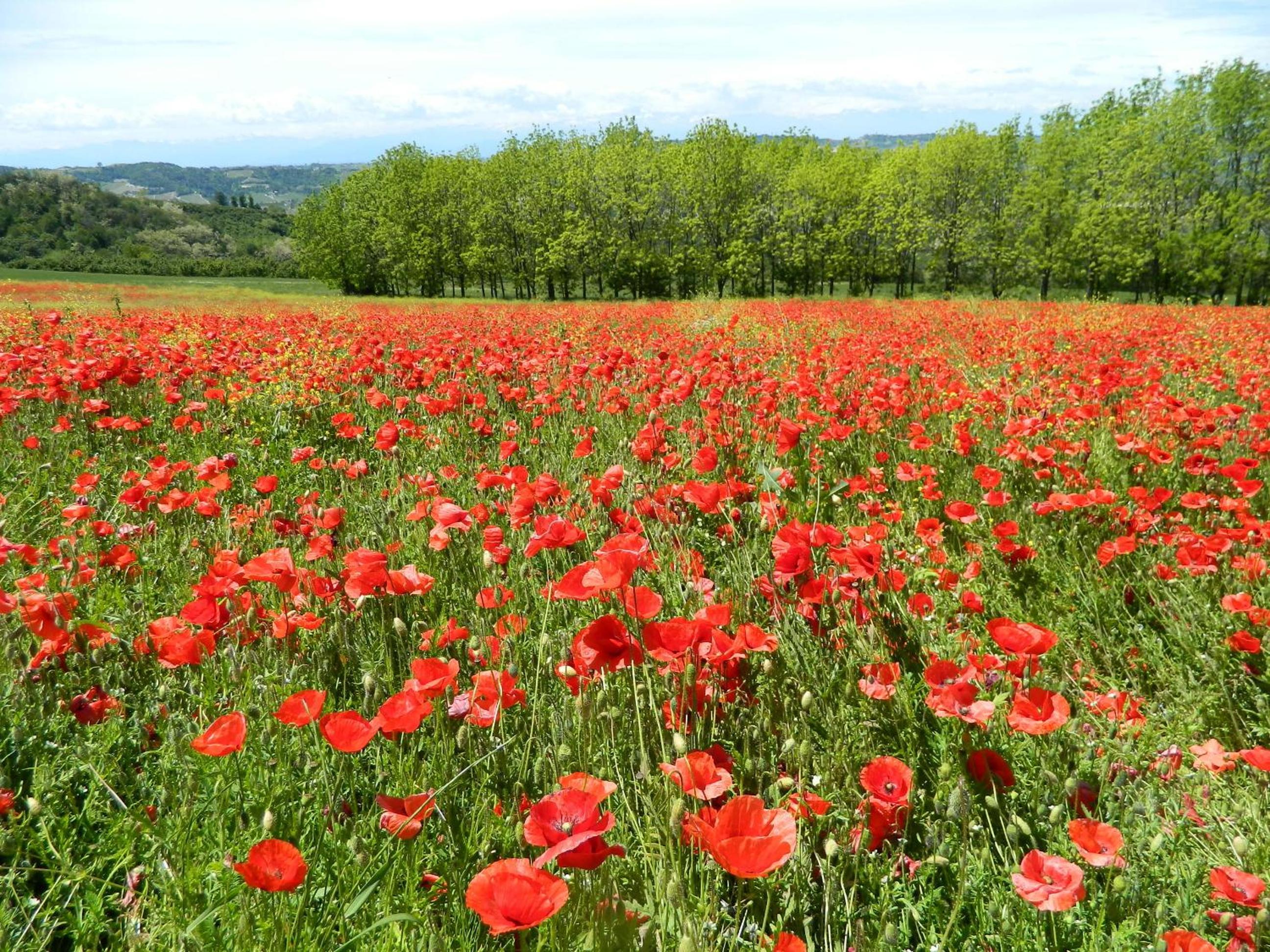Bed & Breakfast Cascina Beatrice