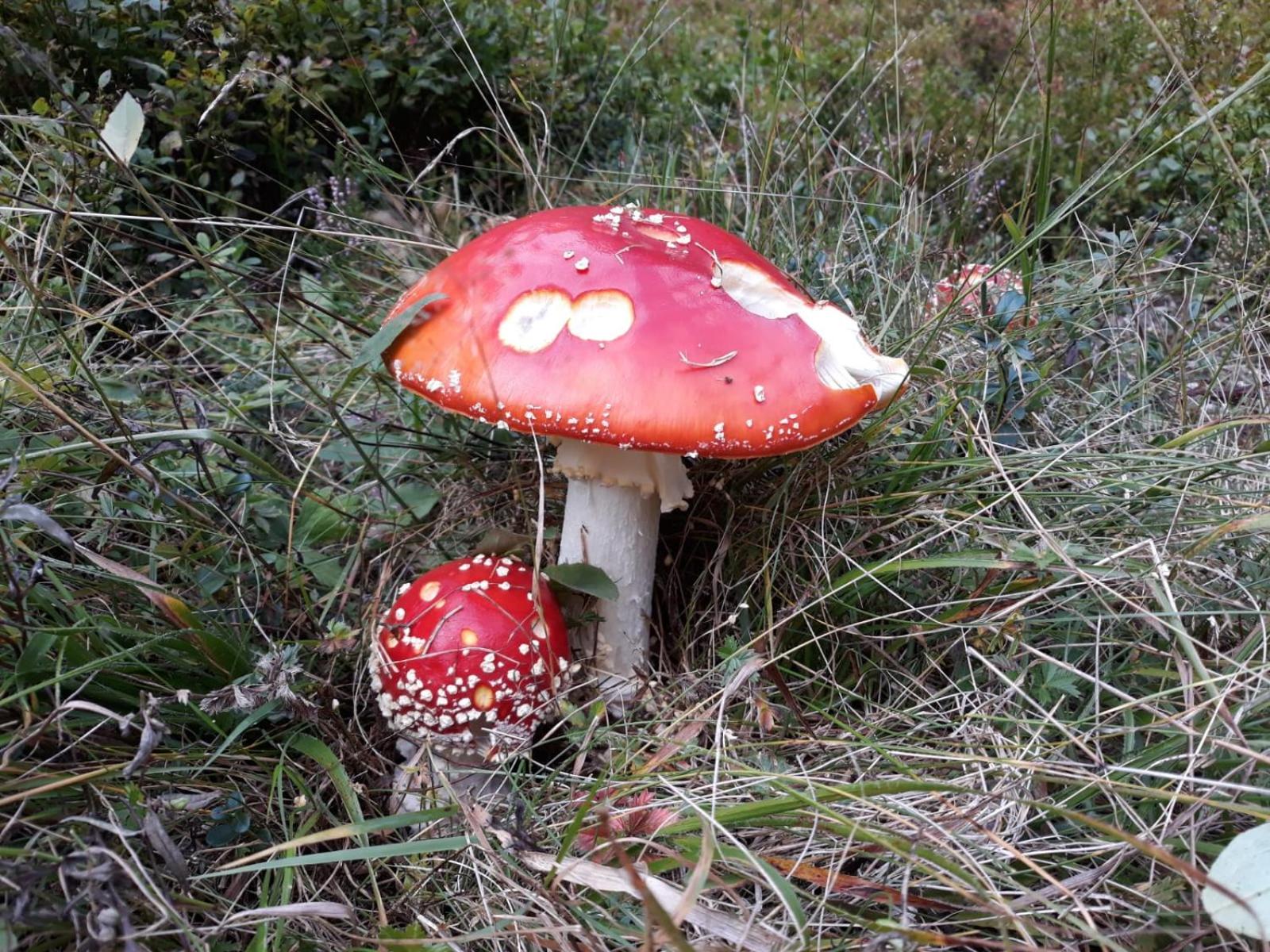 Photo 42
