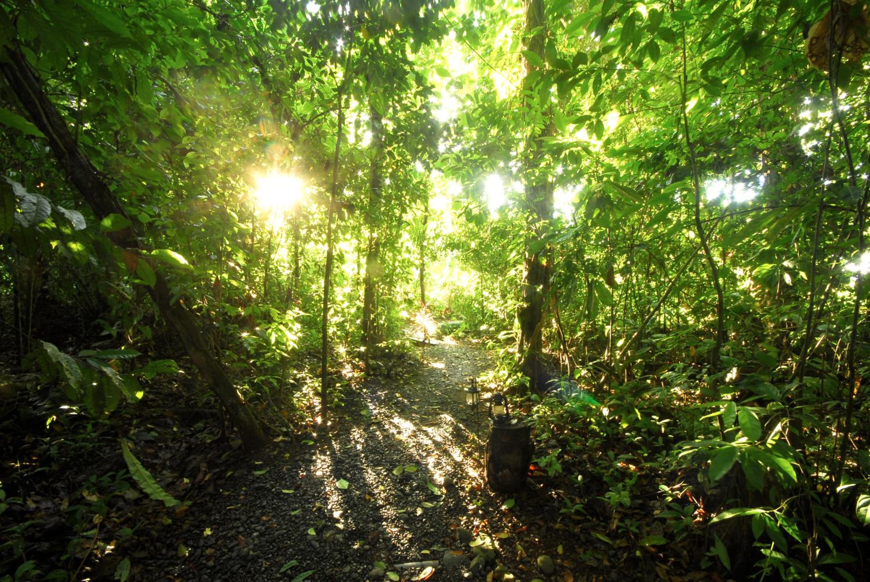 Playa Nicuesa Rainforest Eco Sanctuary
