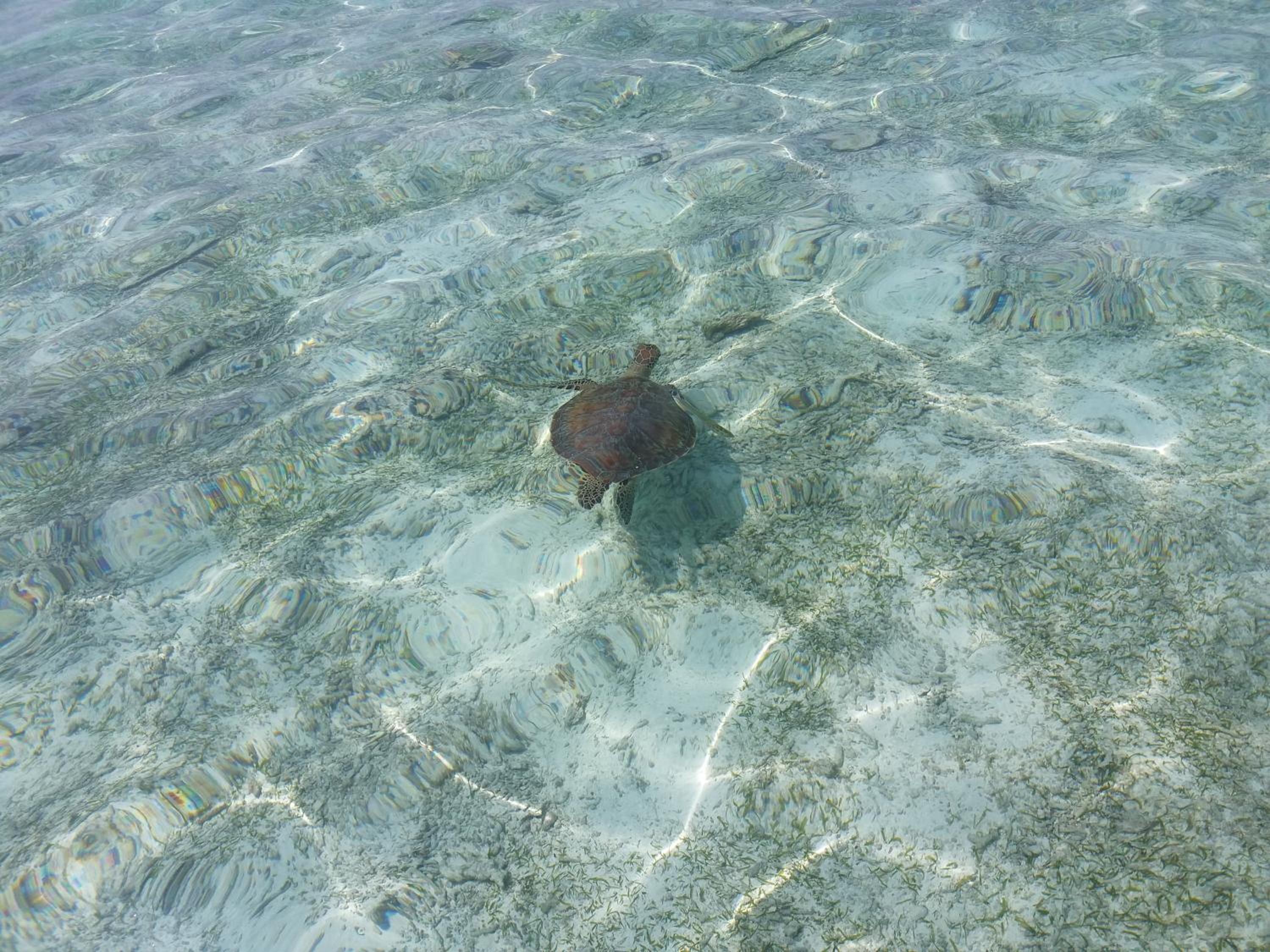 Photo 43