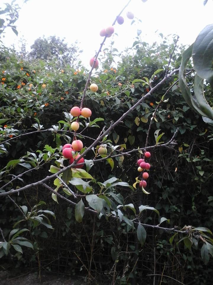 Photo 24
