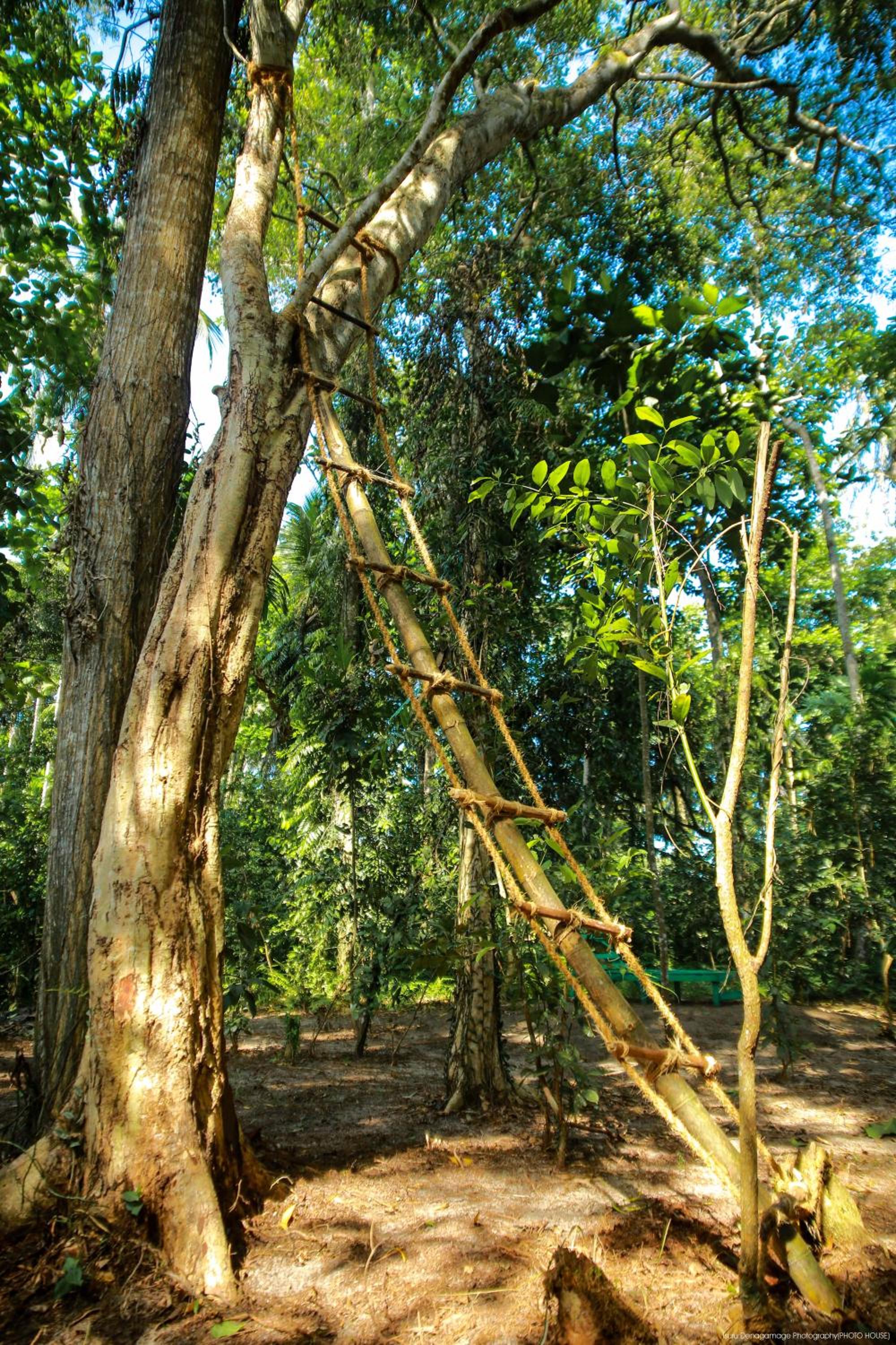 Jungle Paradise