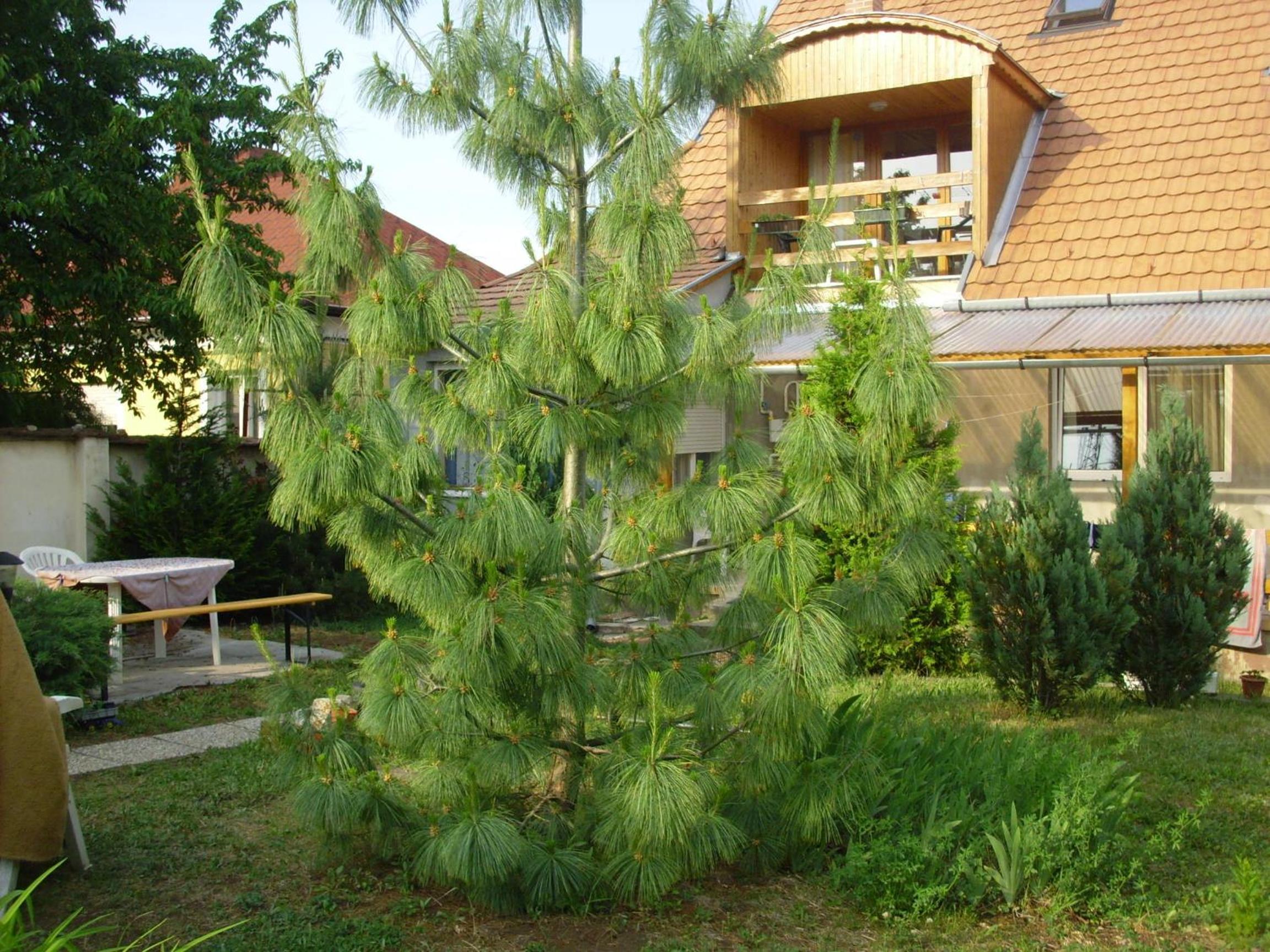 Komfort Apartman