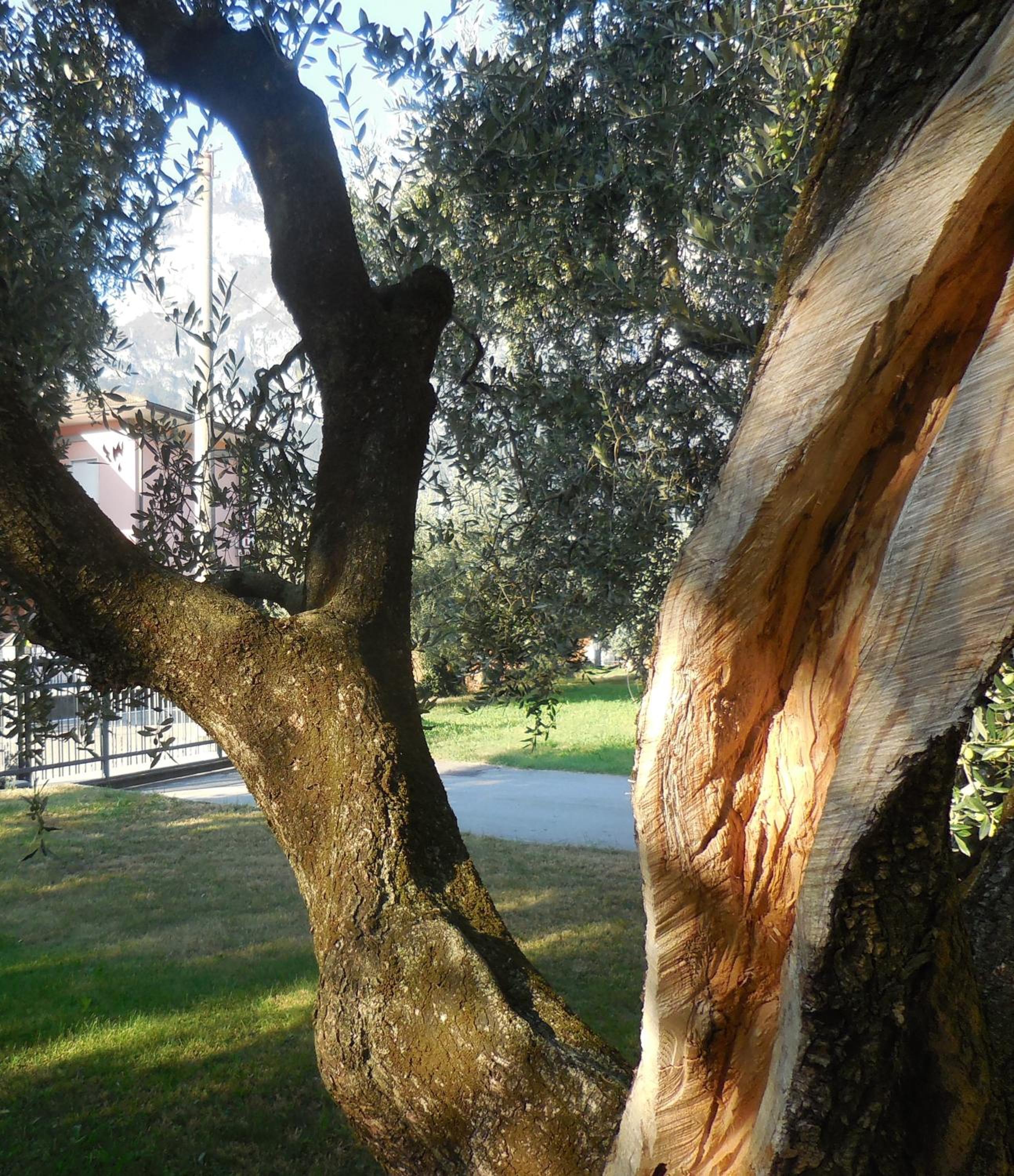 Olive Tree House photo 1