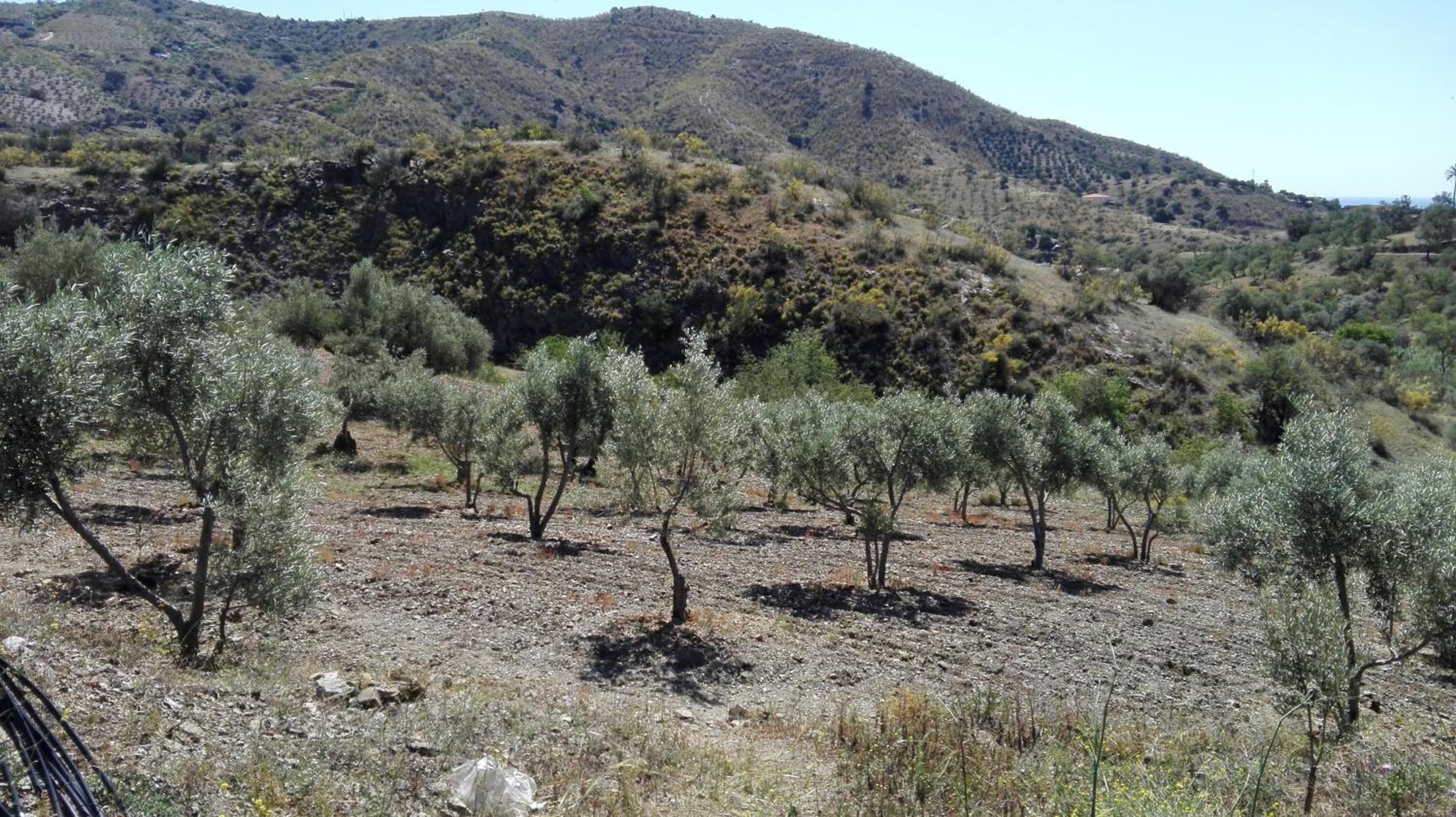 Cortijo Rural Los Gonzalez