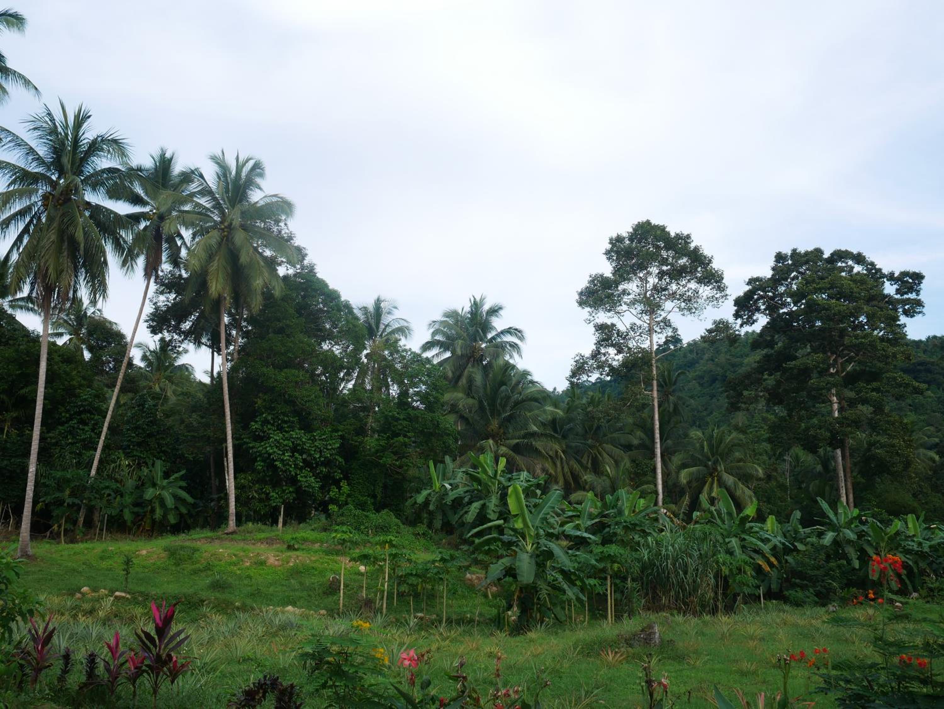 Tara Resort, photo 19