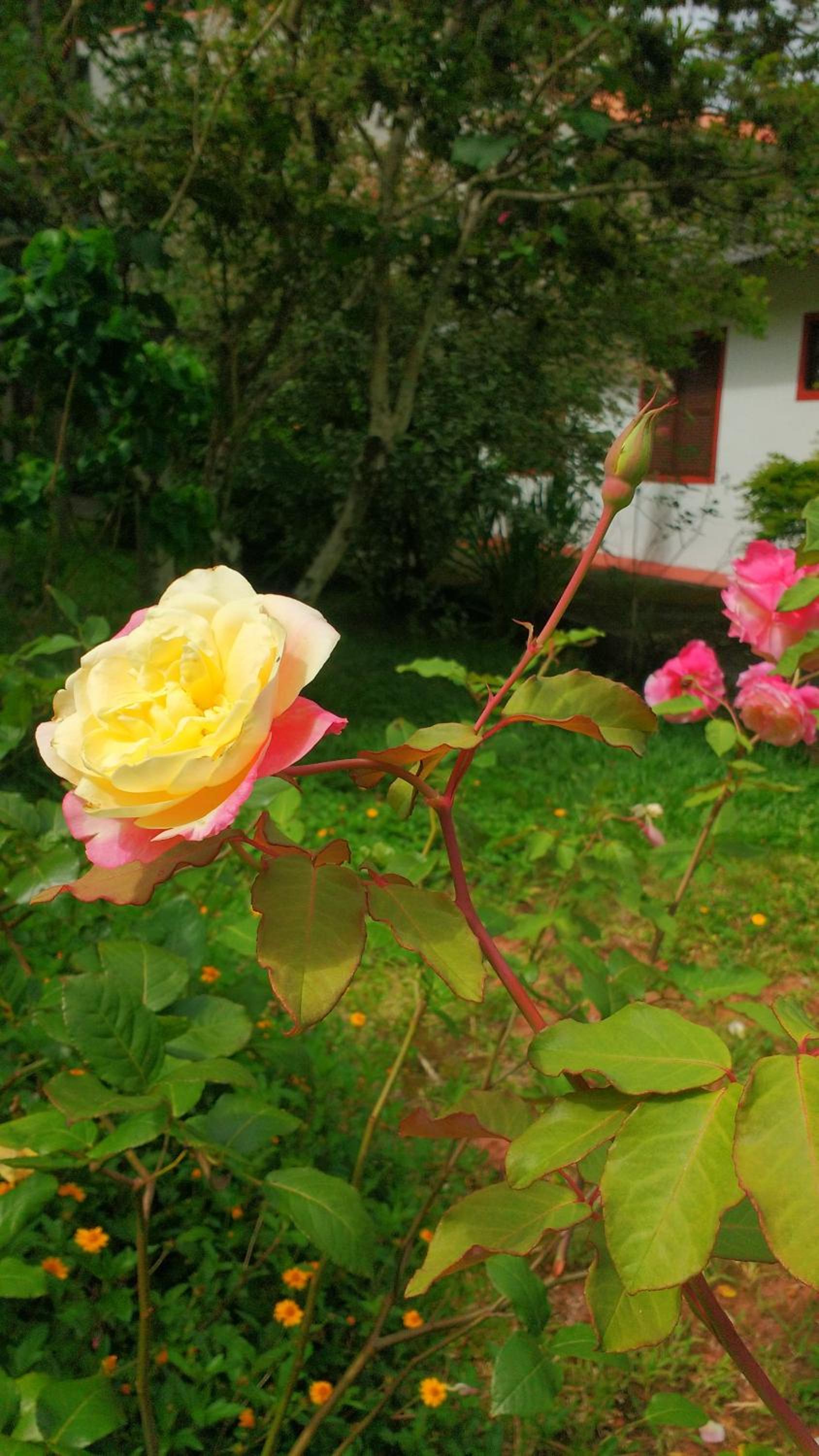 Photo 42