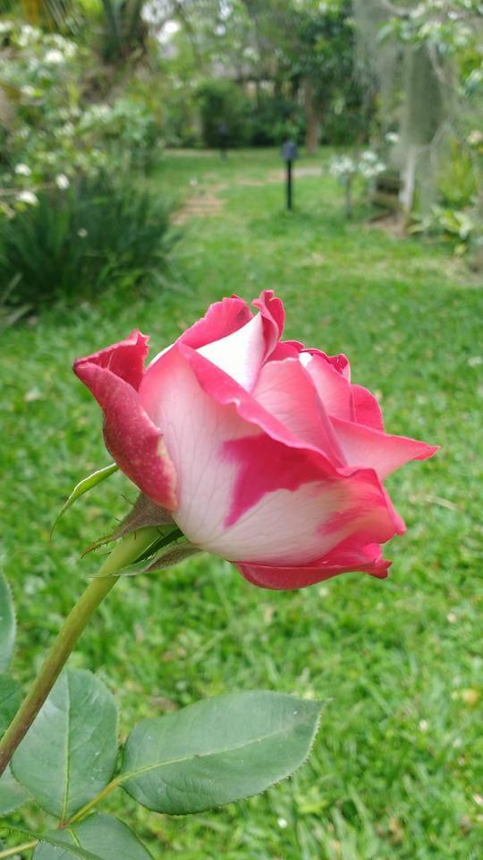 Photo 51