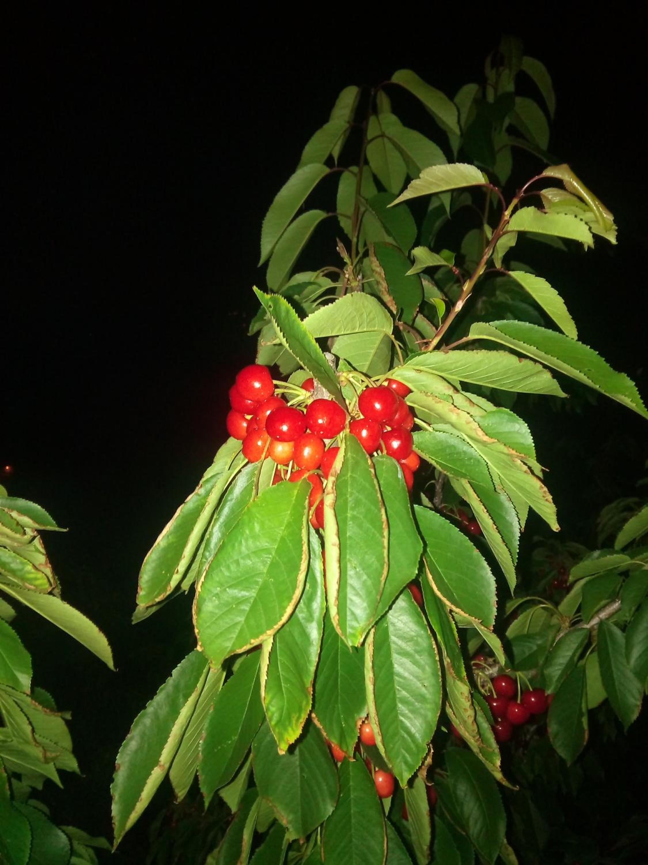 Photo 48