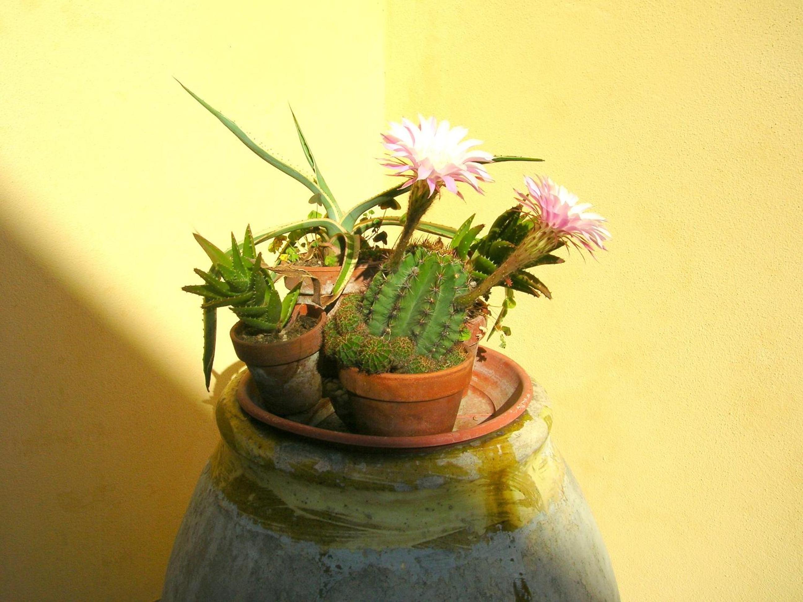A Durmì