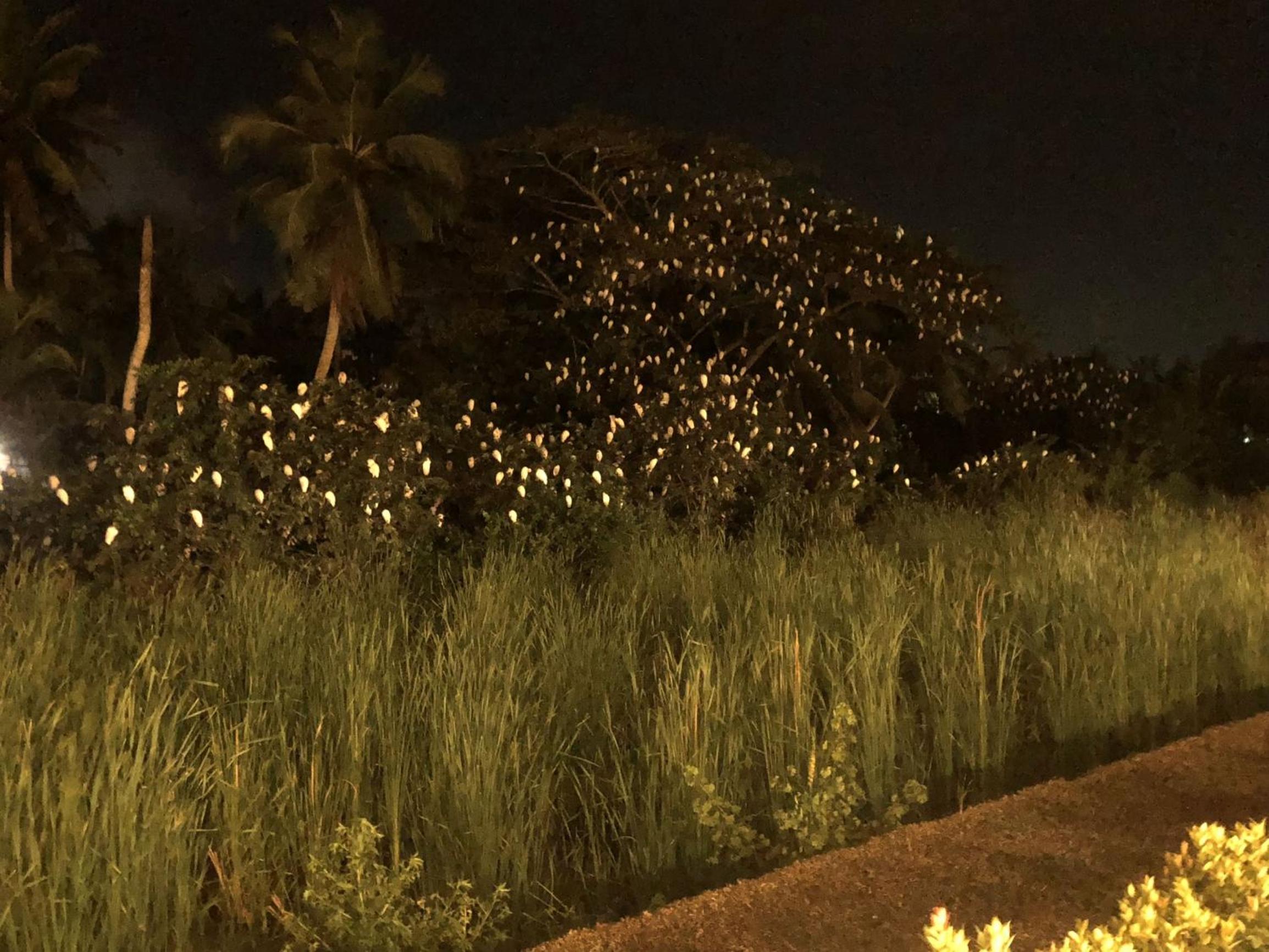 Turquoise Galle