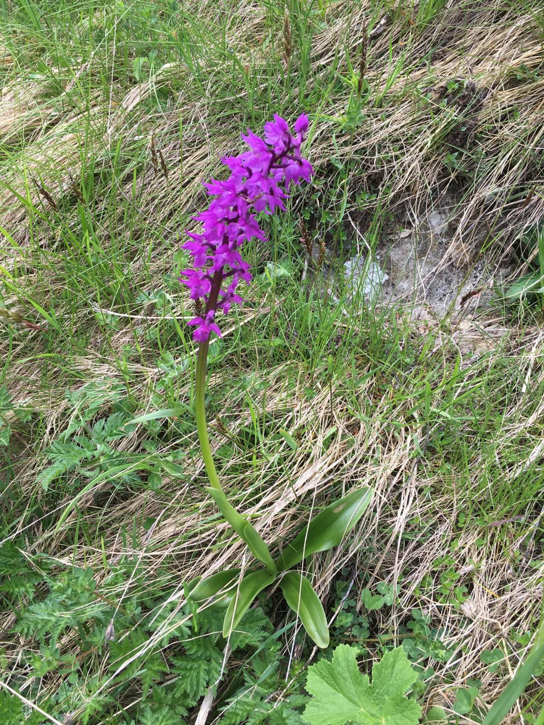 Photo 44