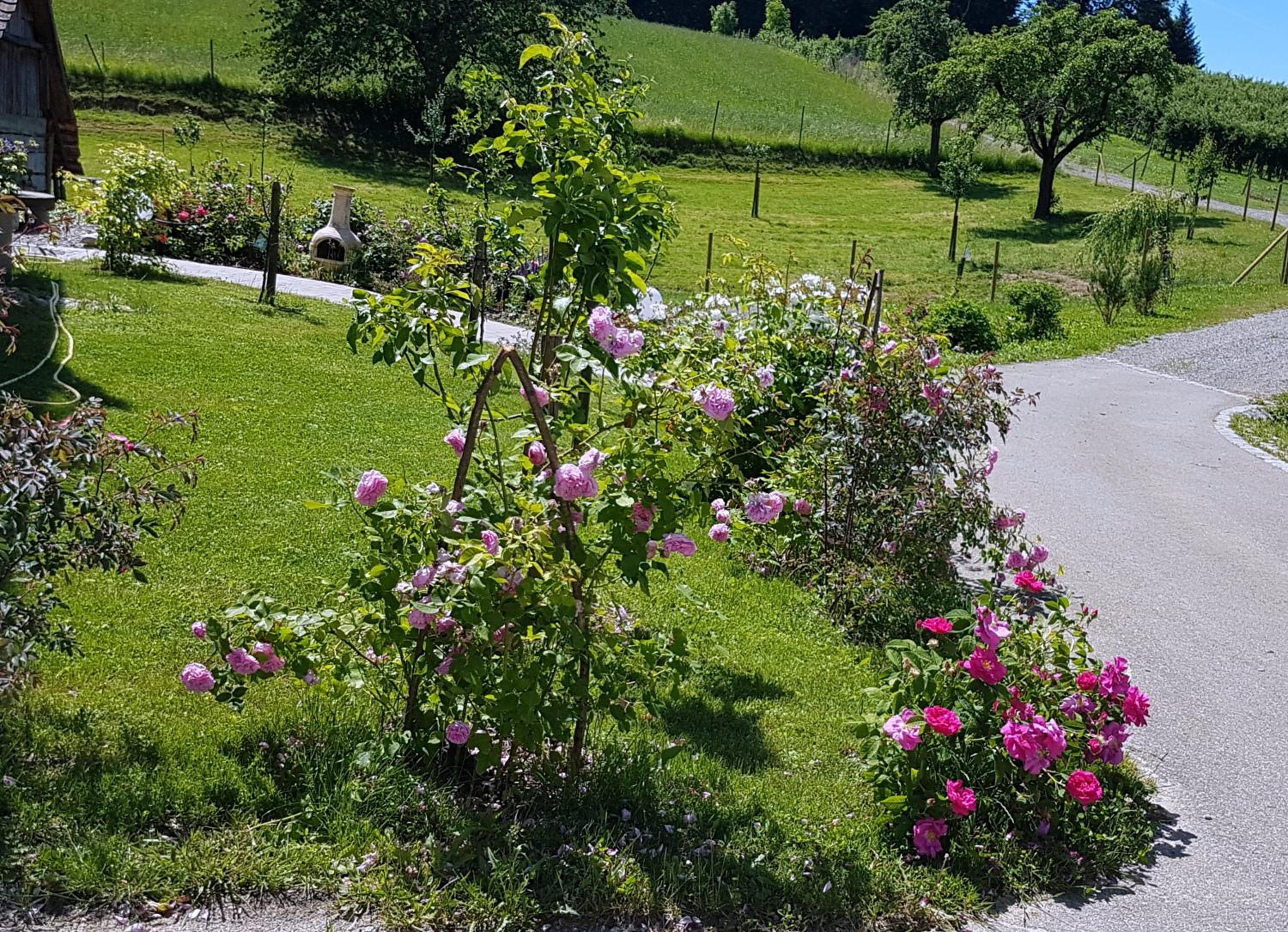 Landgut Apfelrose