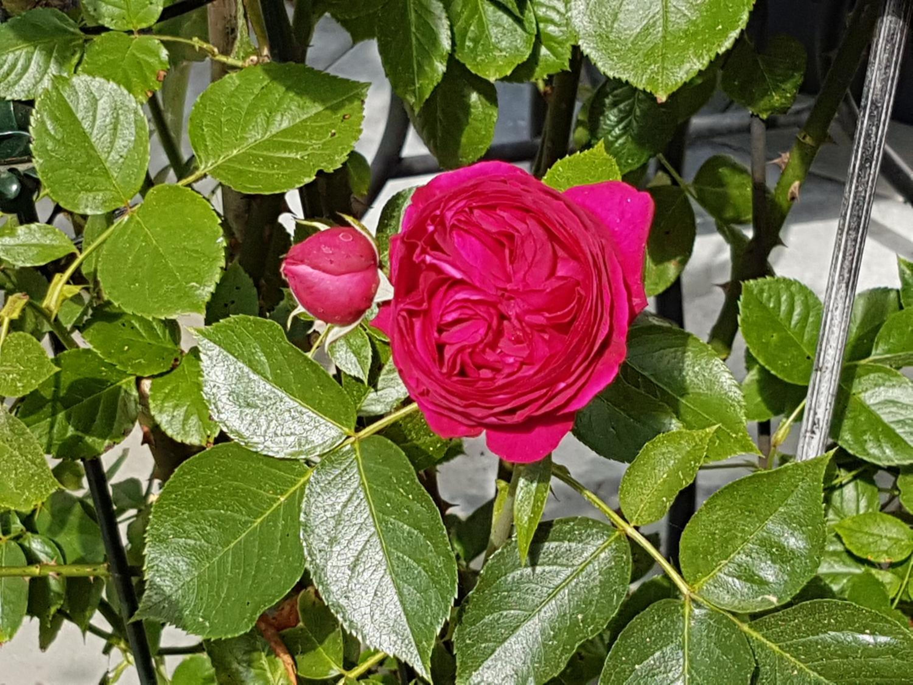 Landgut Apfelrose